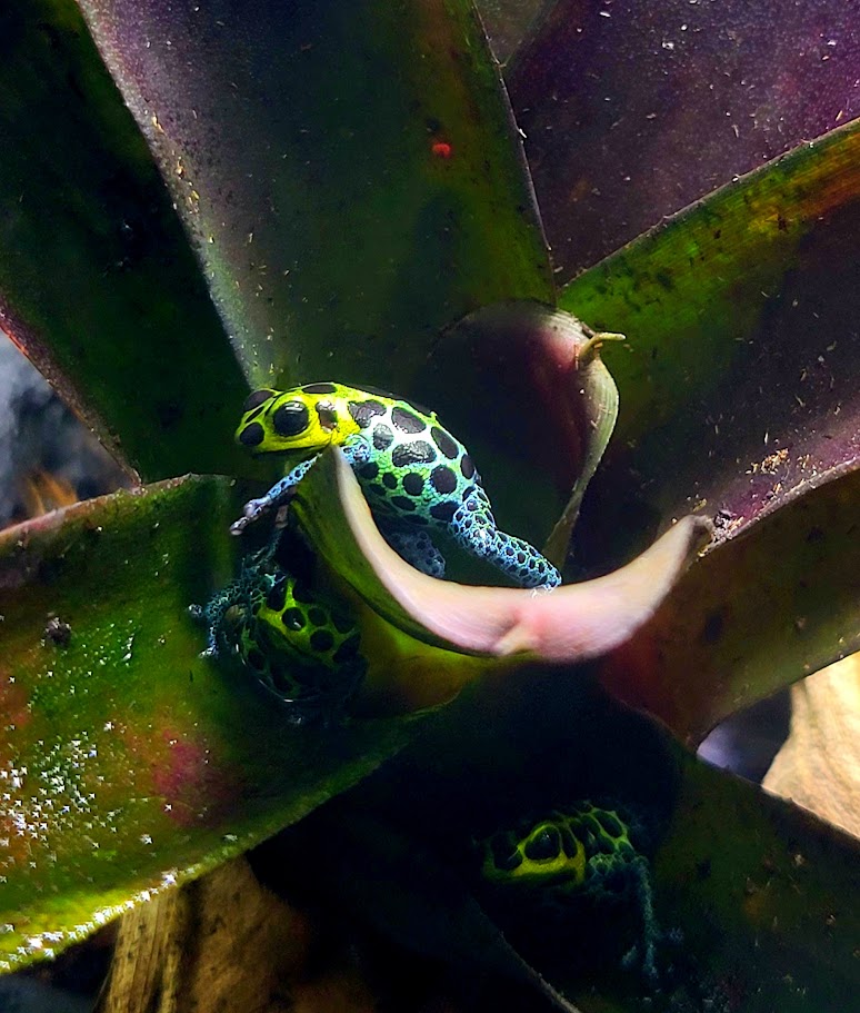Ranitomeya Imitator Green Dart Frogs