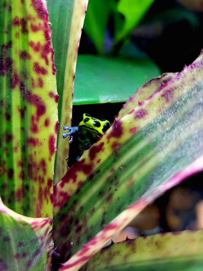 Ranitomeya Imitator Green Dart Frogs