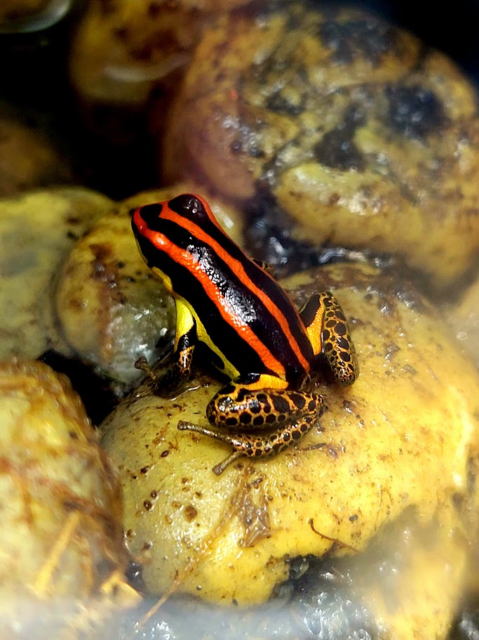 Ranitomeya Uakarii Gold Legged Dart Frogs