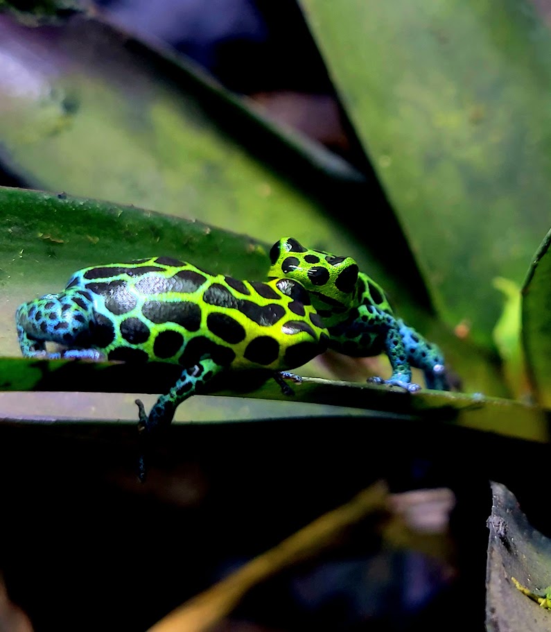 Ranitomeya Imitator Green Dart Frogs