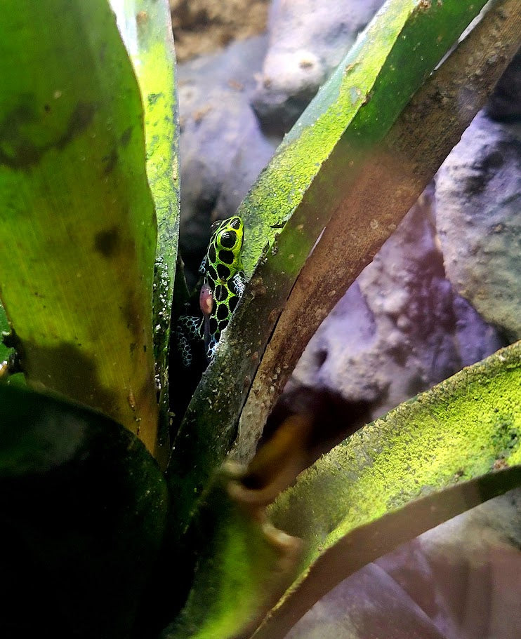 Ranitomeya Imitator Green Dart Frogs