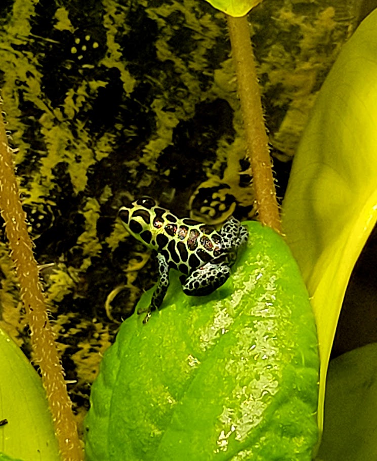Ranitomeya Imitator Green Dart Frogs