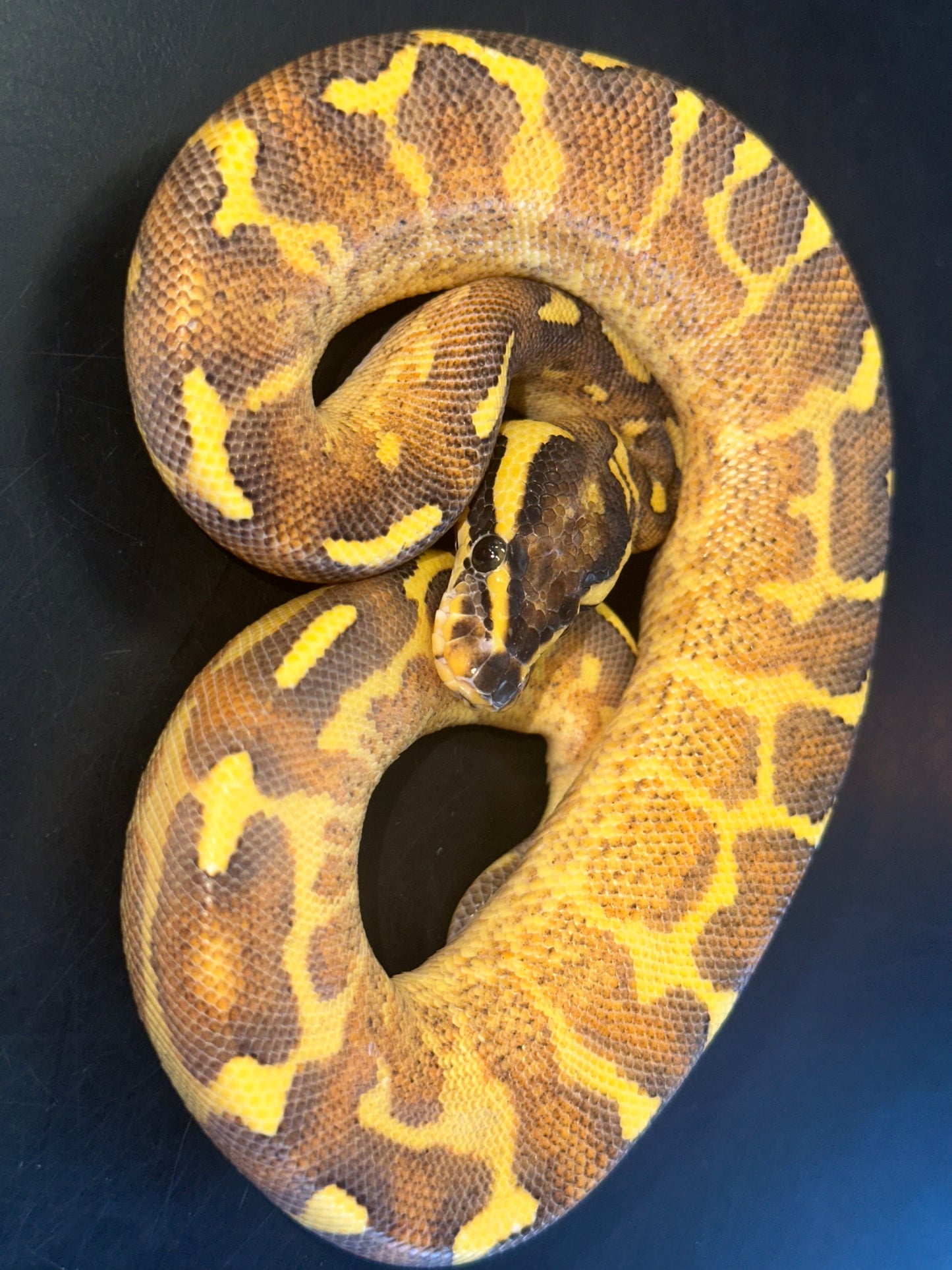 Enchi Freeway Ball Python
