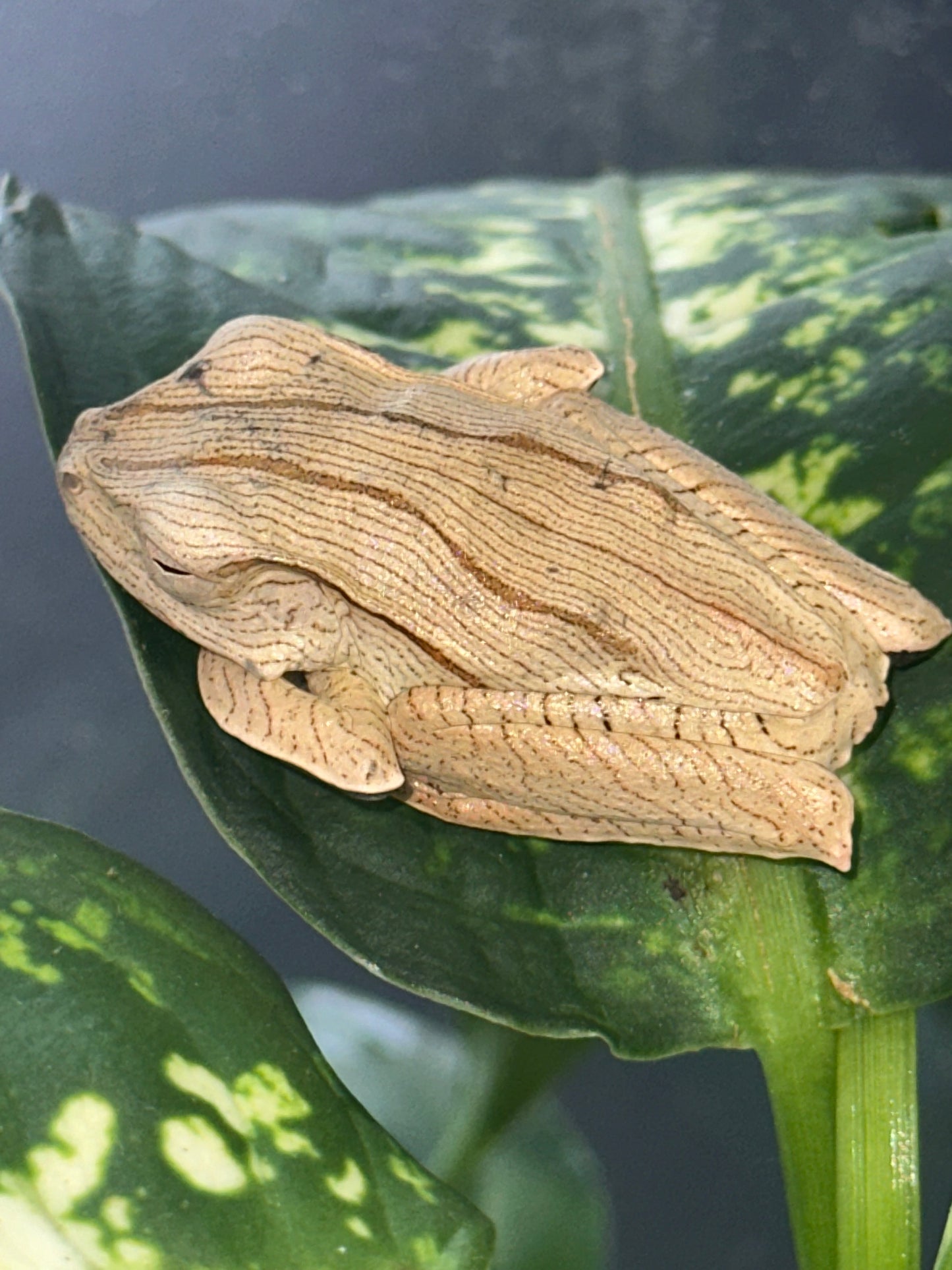 Borneo eared frogs - Other Tree Frogs