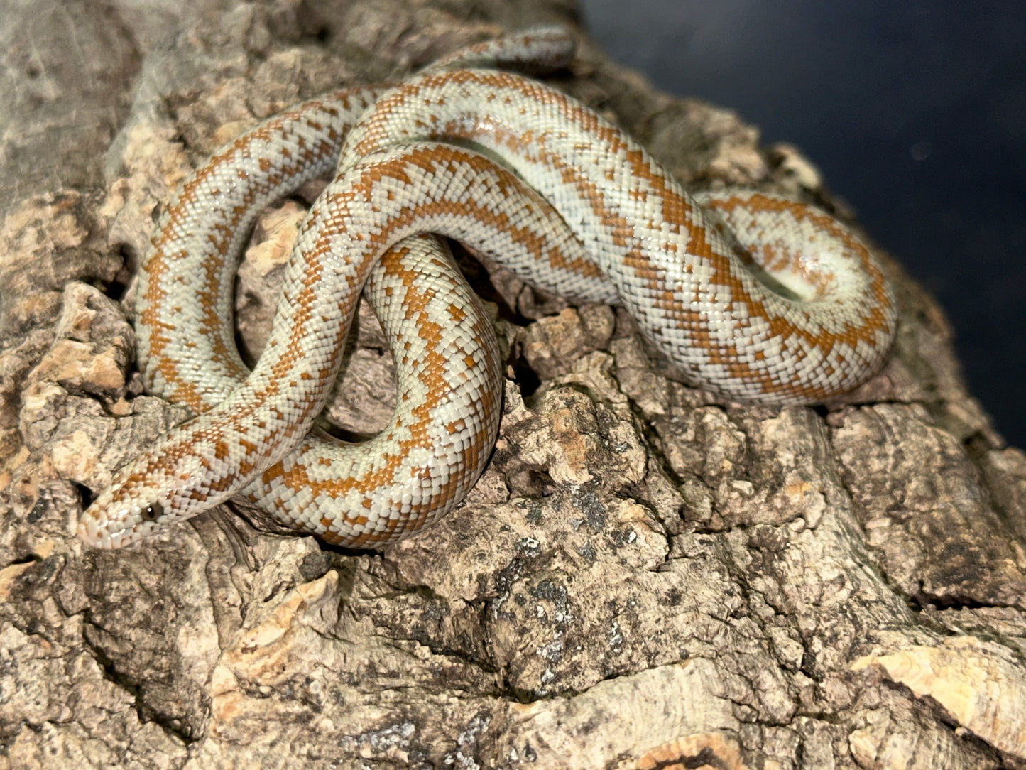 Borrego Rosy Boa