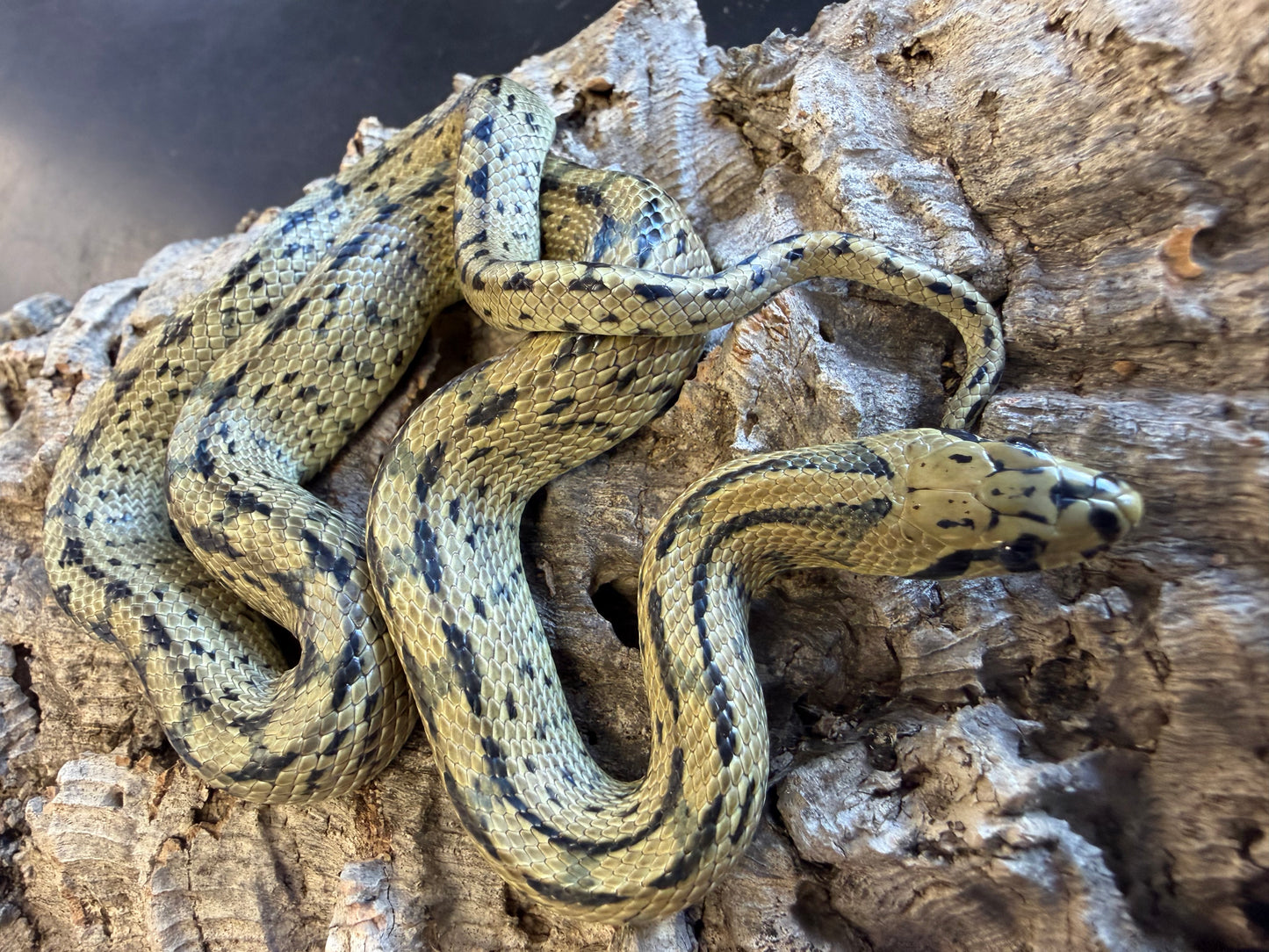 Ladder rat snakes - Other Rat Snakes