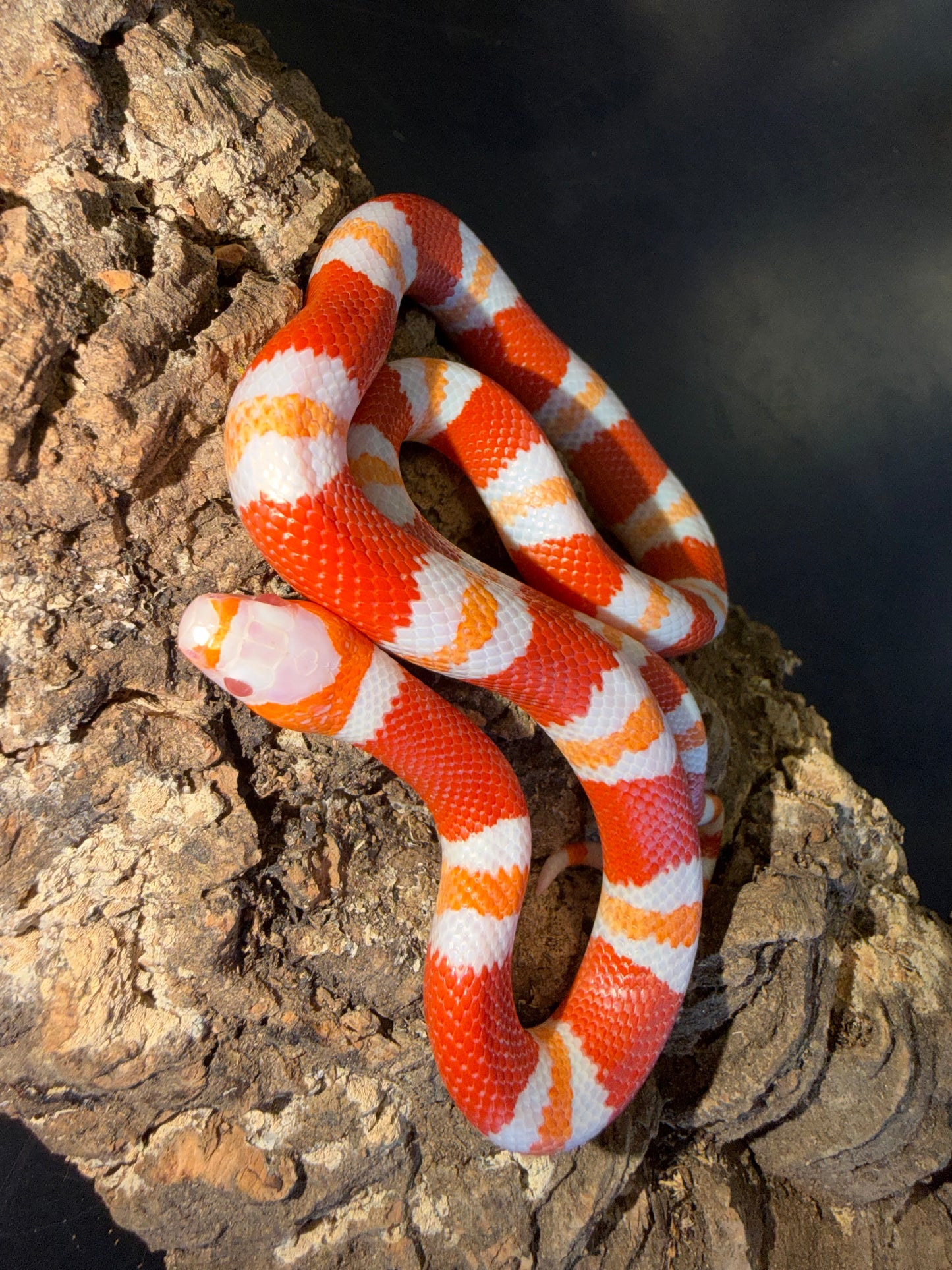 Albino tangerine - Honduran Milk Snakes