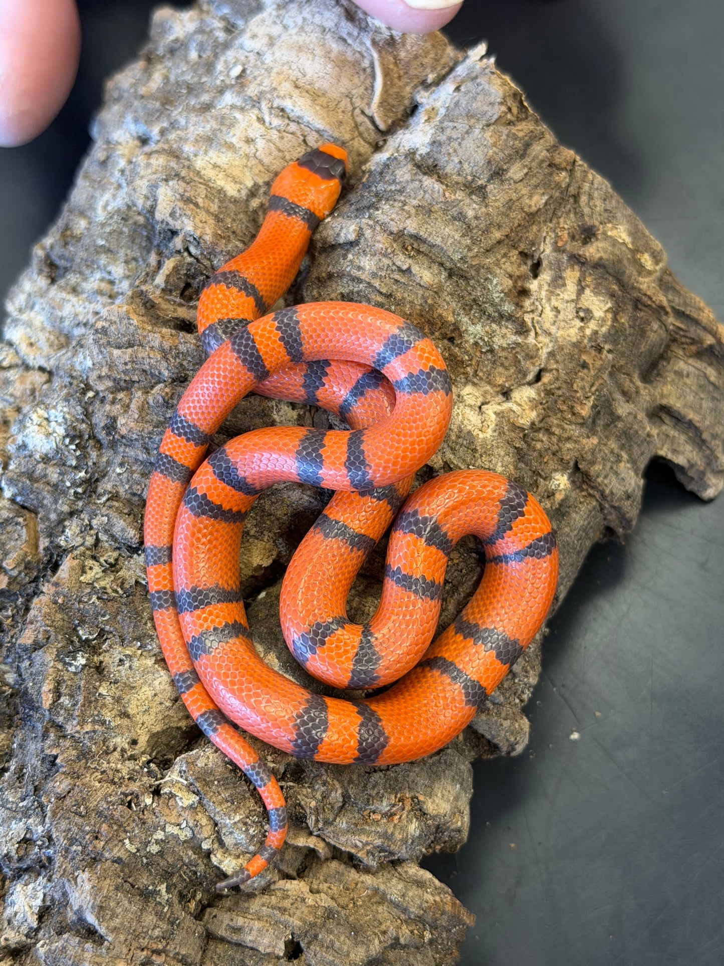 Super clean hypo - Honduran Milk Snakes