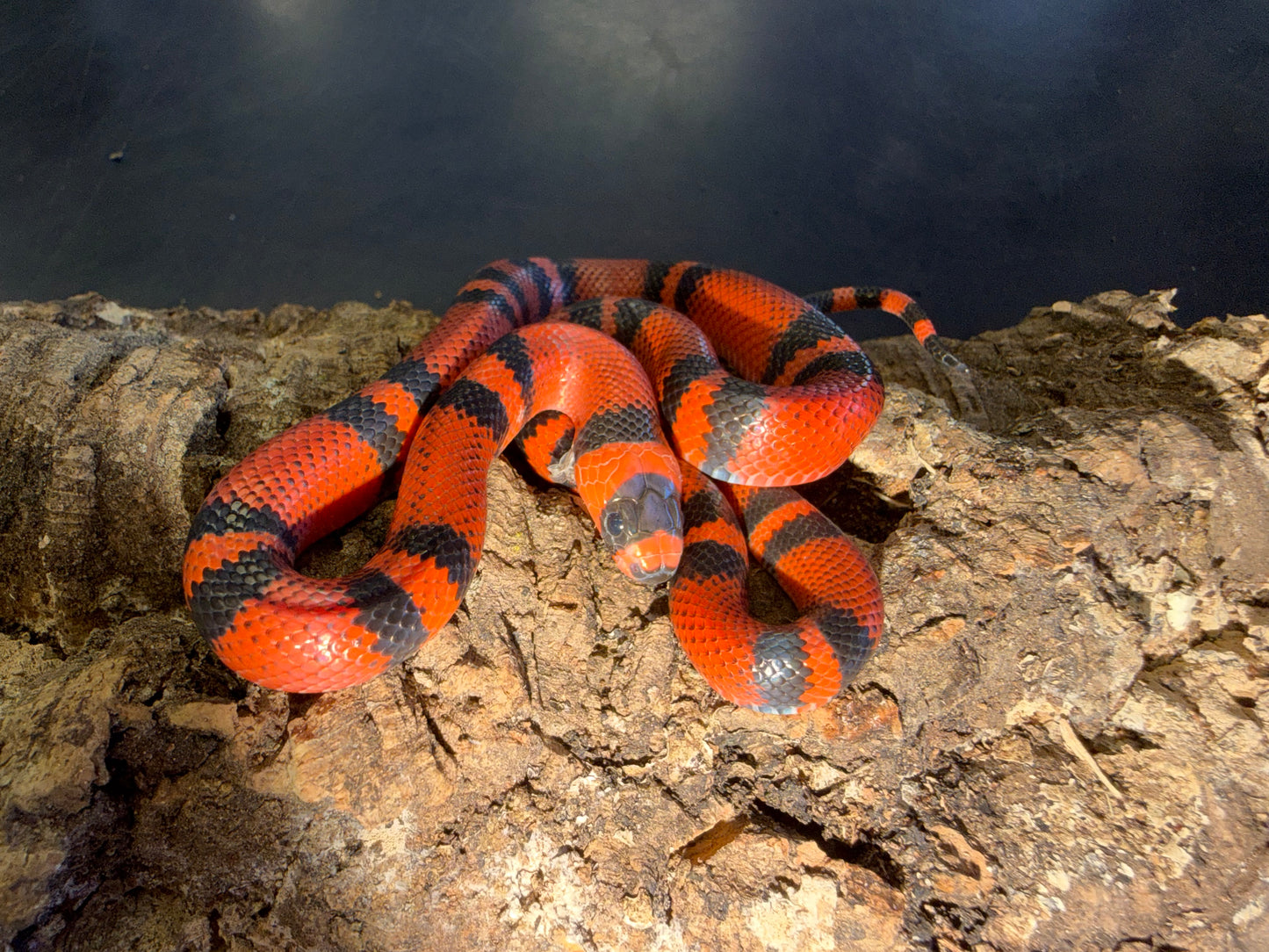 Classic tangerine - Honduran Milk Snakes