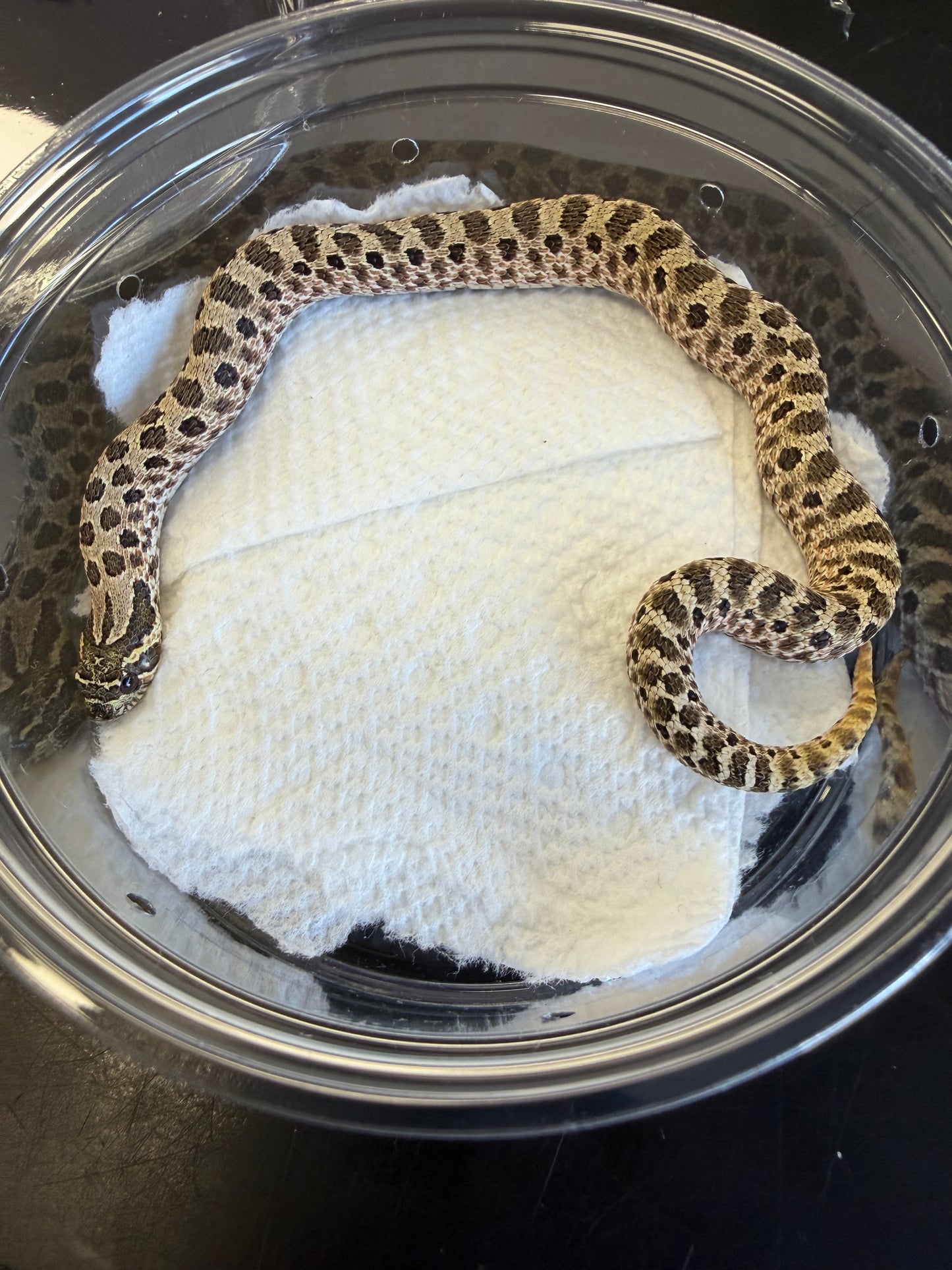 Classic - Western Hognose