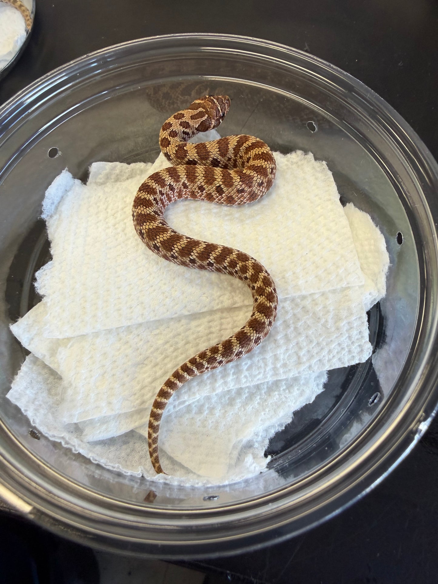 Classic - Western Hognose