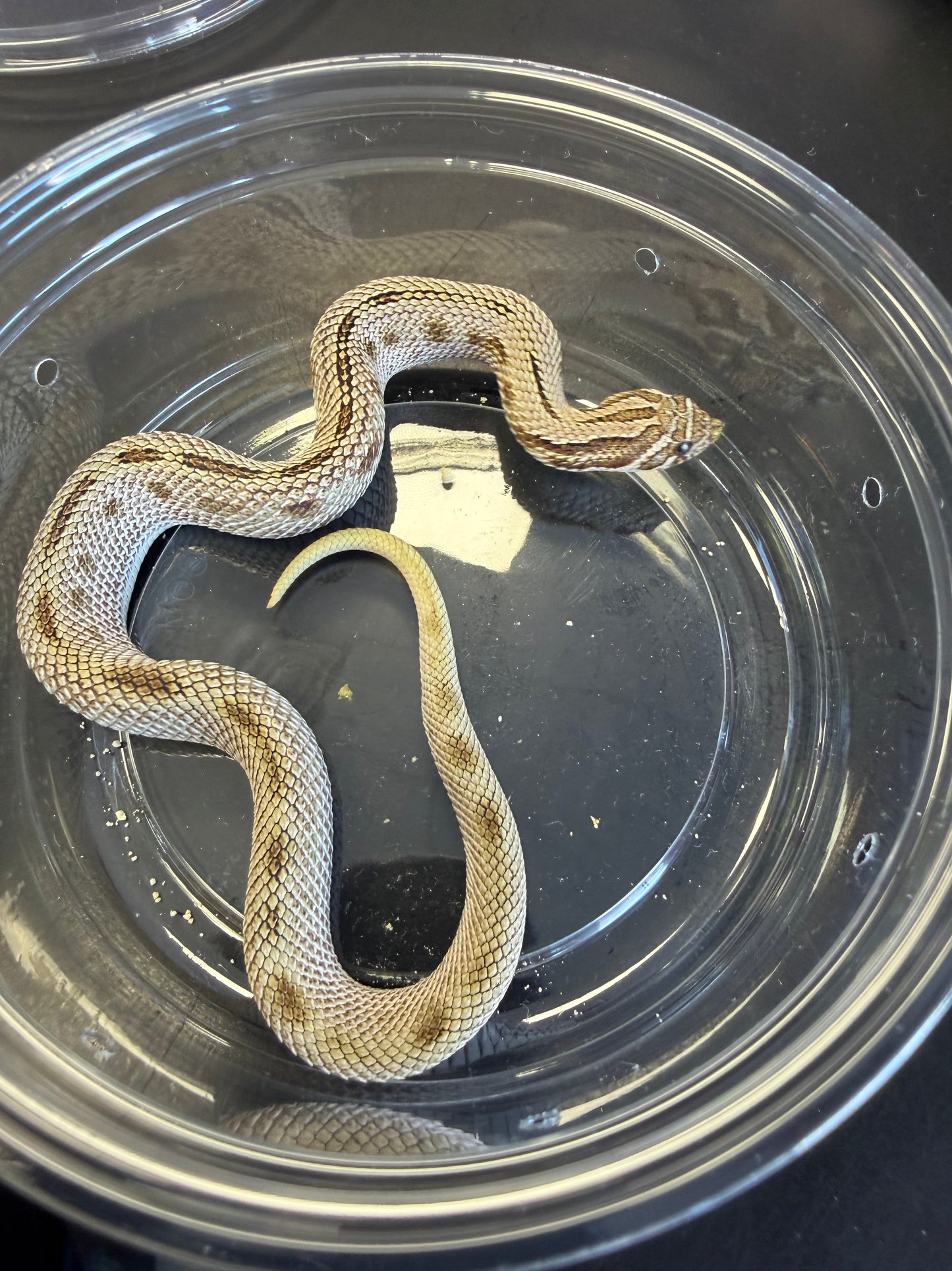 anaconda - Western Hognose
