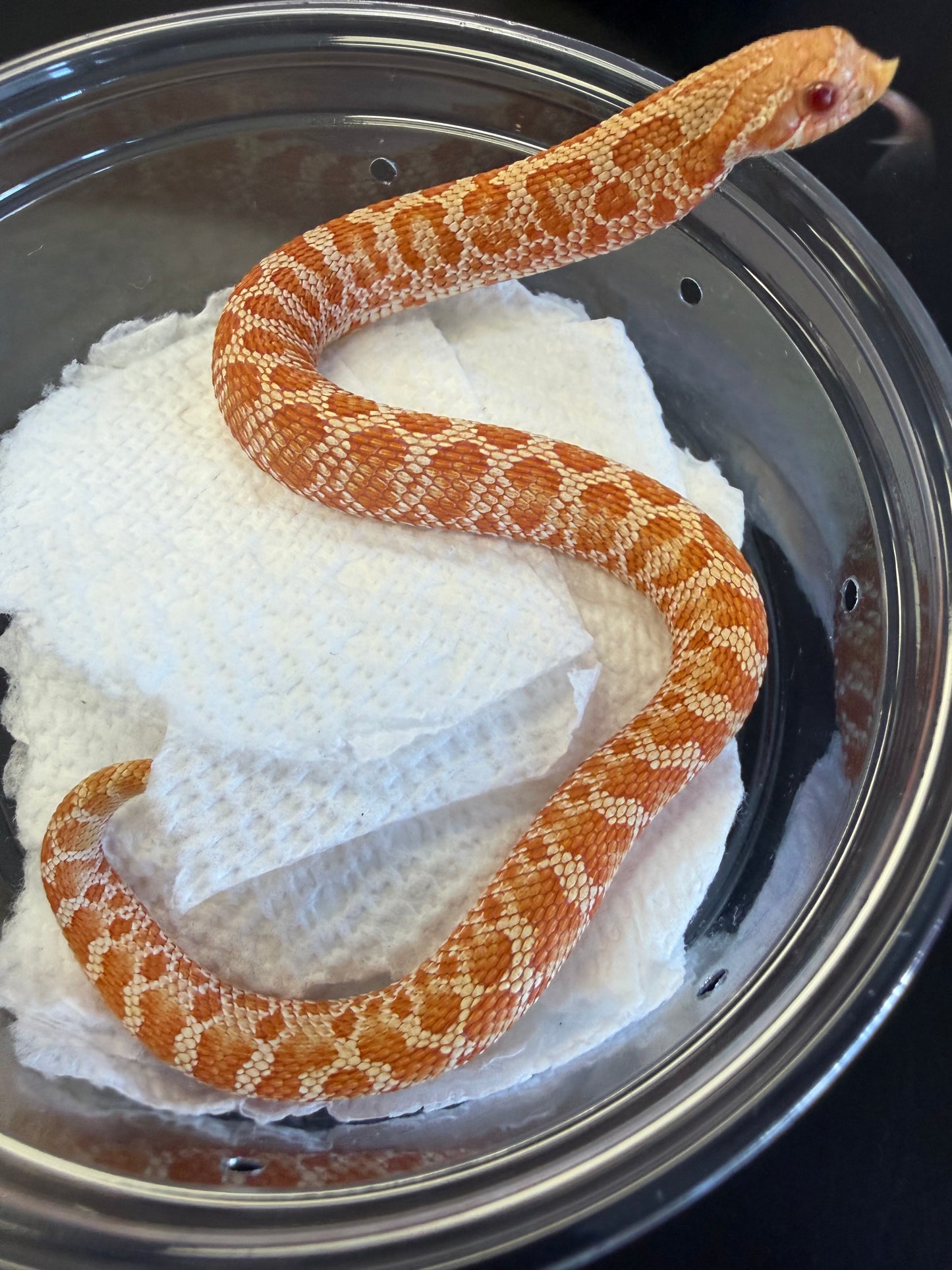 Albino red cool pattern - Western Hognose