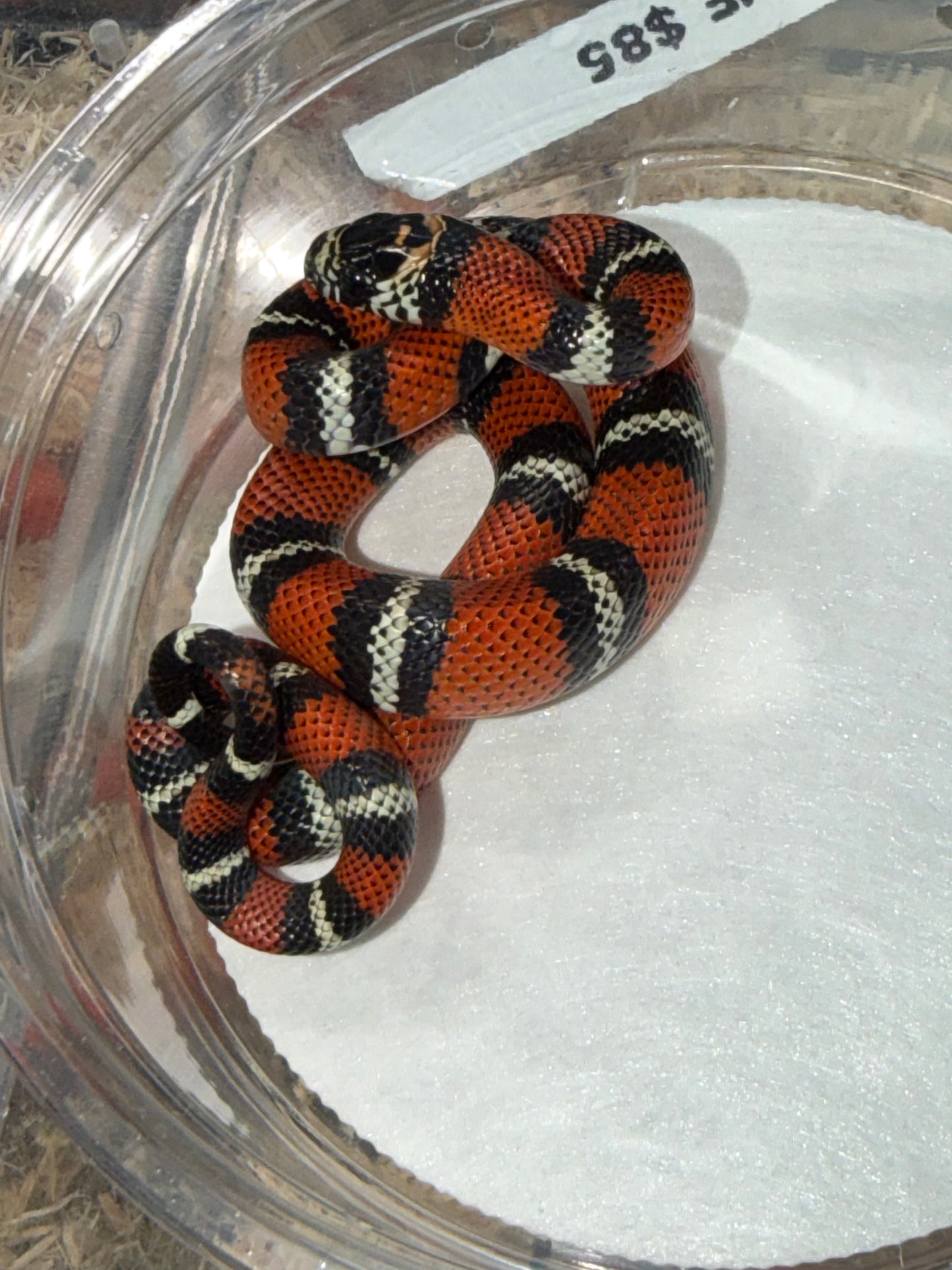 Andean milk snake - Andean Milk Snakes