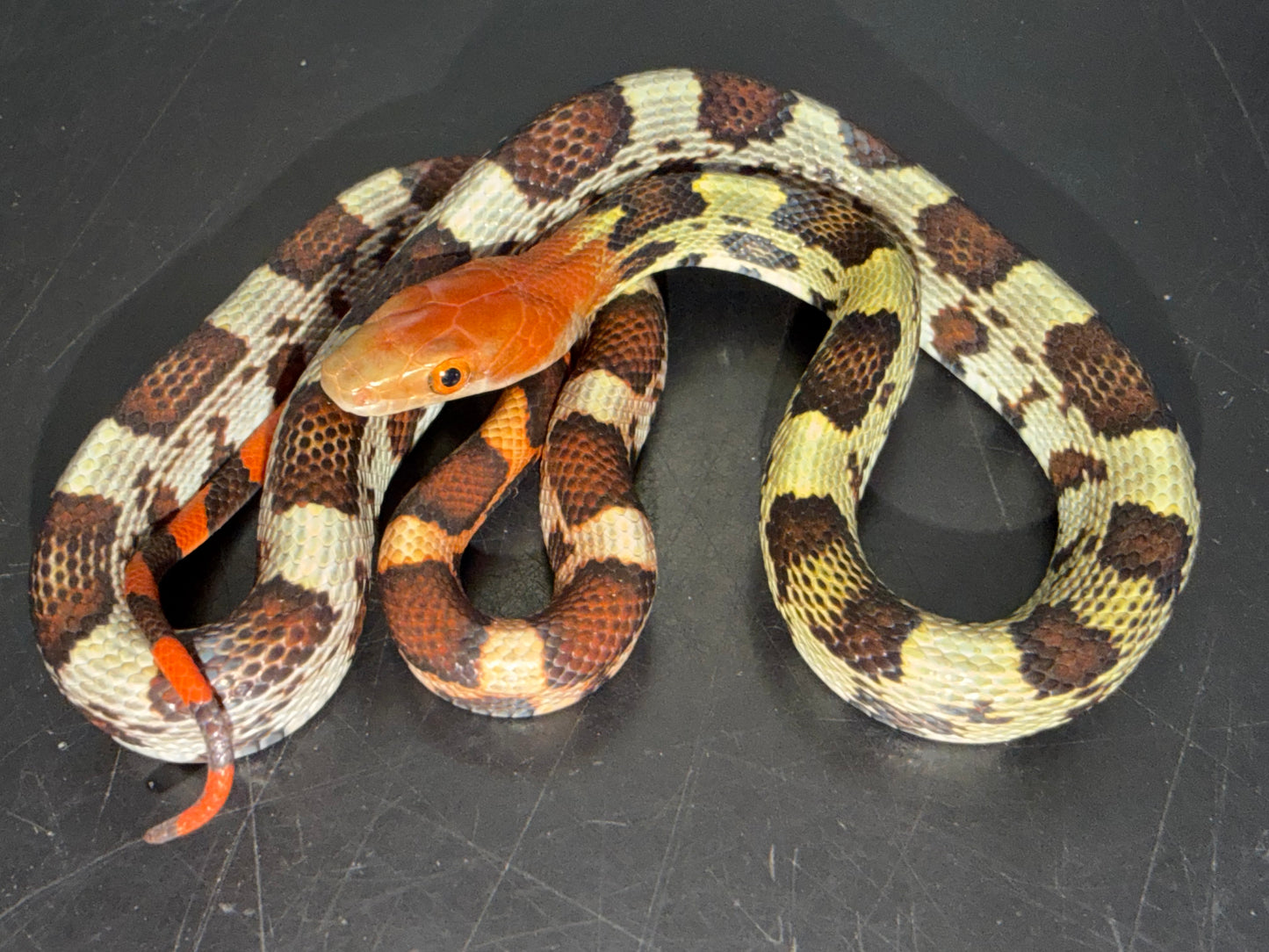Holdback hundred flowers rat snakes - Other Rat Snakes