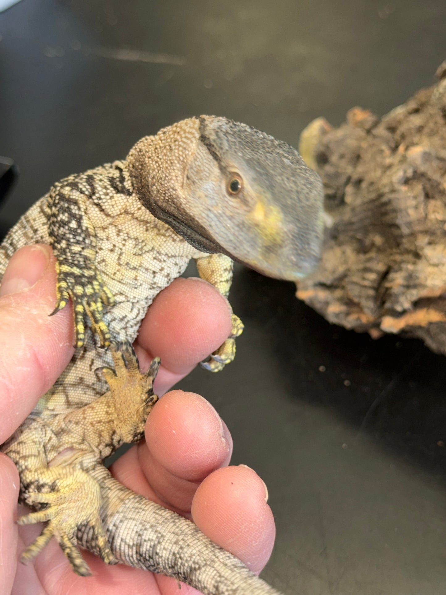 Mint baby black throat - Black-Throated Monitors
