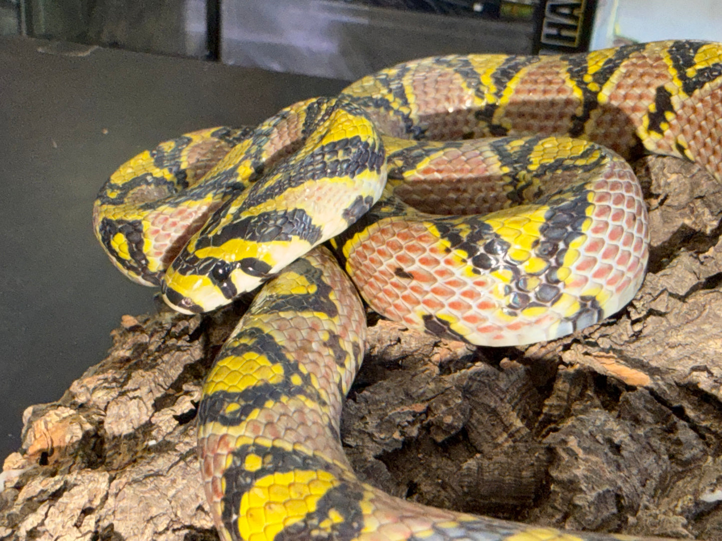 Hubei province mandarin rat - Mandarin Rat Snakes