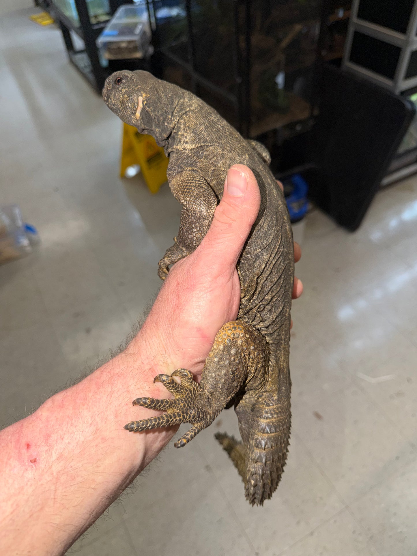 BIG Egyptian uromastyx - Uromastyx