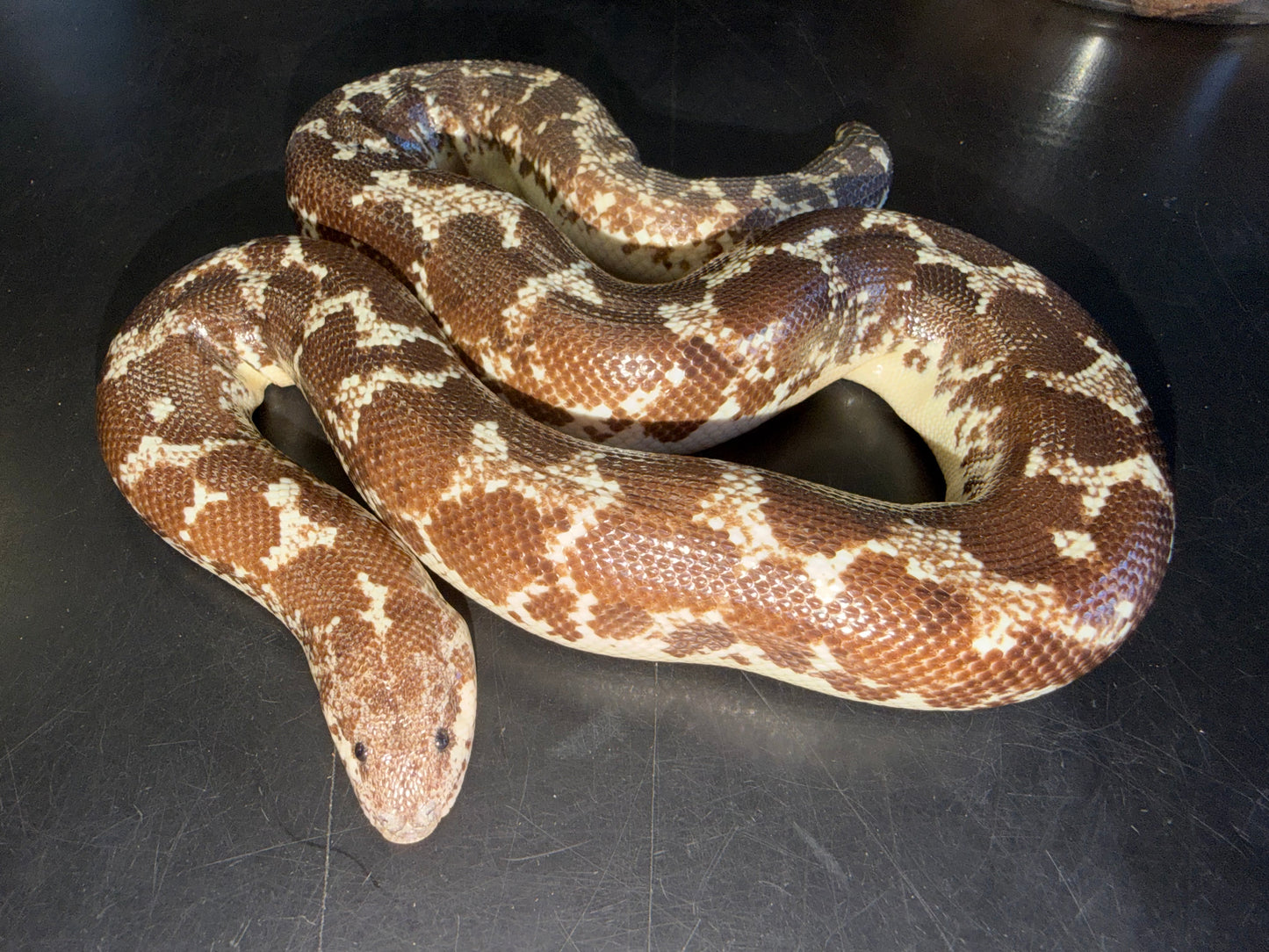 Adult female Anery het Bell albino - Kenyan Sand Boas