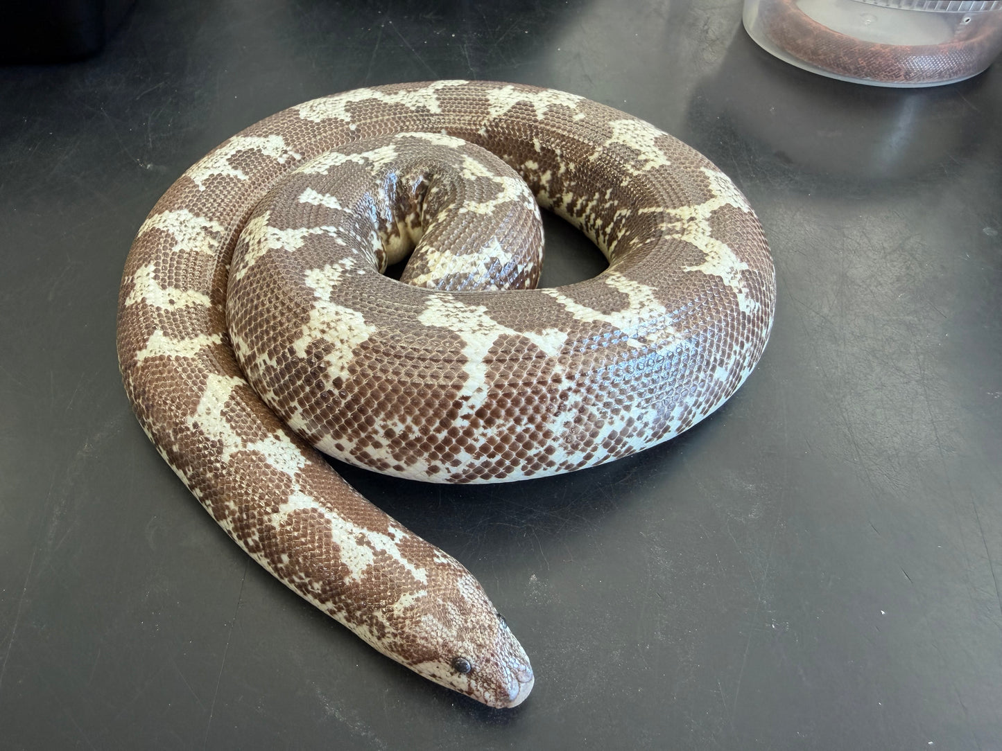 Adult Anery Tiger het paradox albino - Kenyan Sand Boas