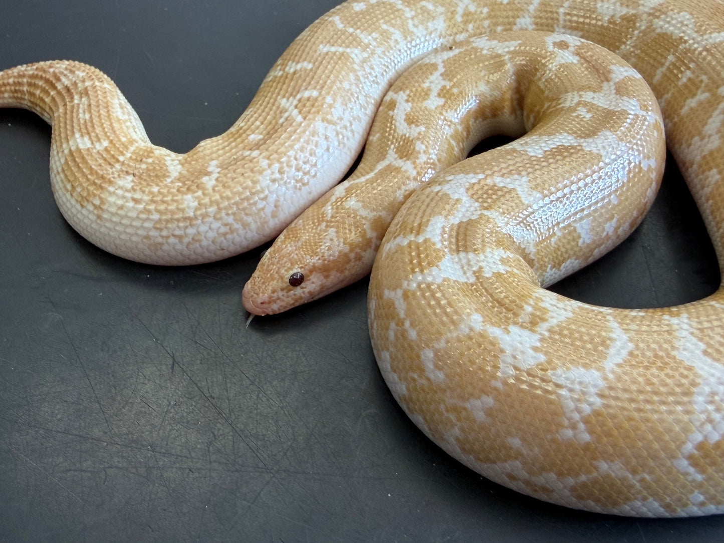 Snow low expression splash - Kenyan Sand Boas