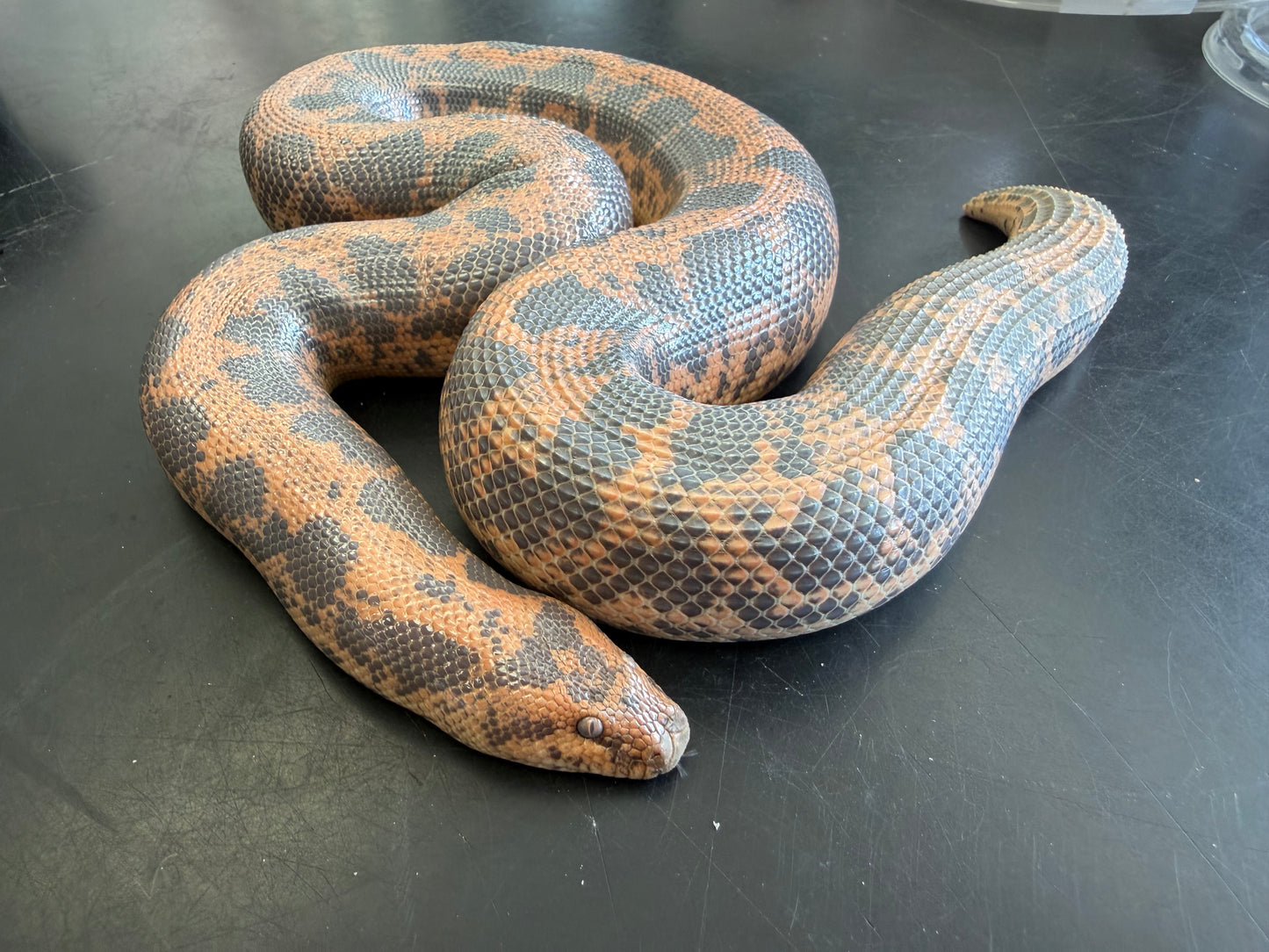 Big breeder female het Anery - Kenyan Sand Boas