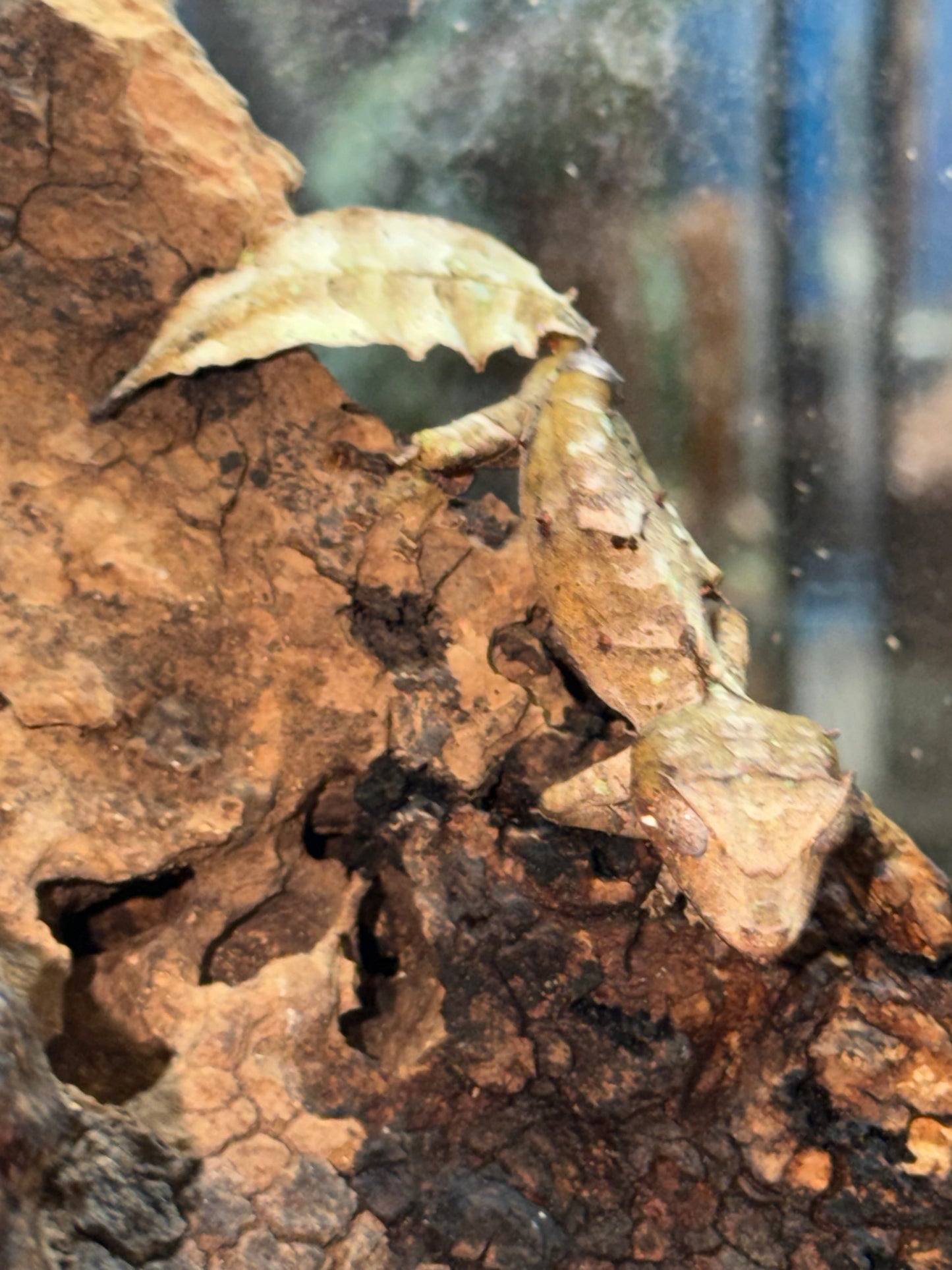 Male Phantasticus - Leaf-Tailed Geckos