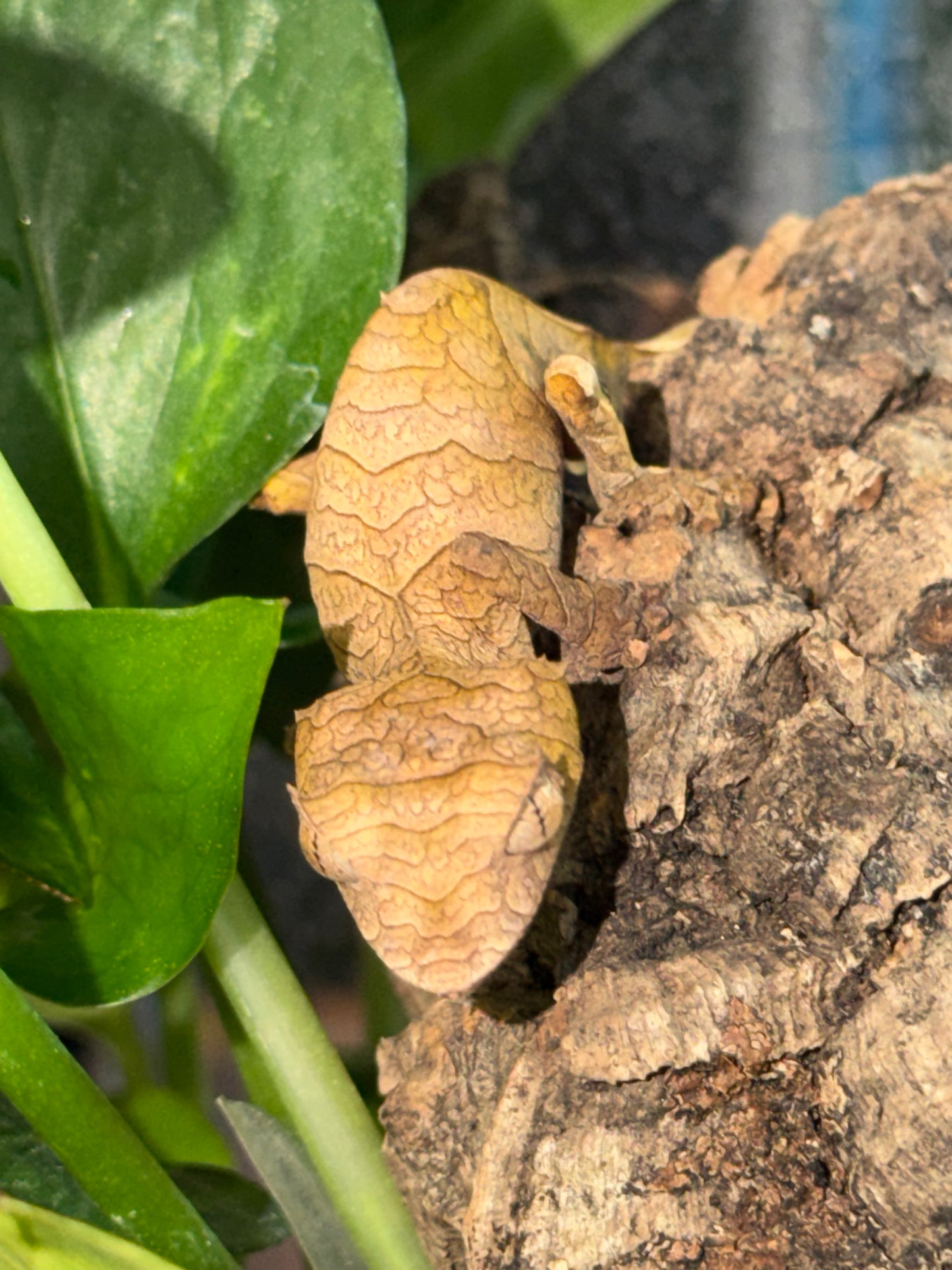 Adult female spear point holdback - Leaf-Tailed Geckos