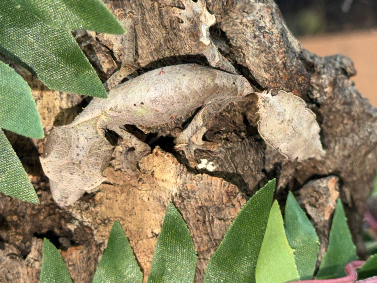 Adult male phantasticus - Leaf-Tailed Geckos