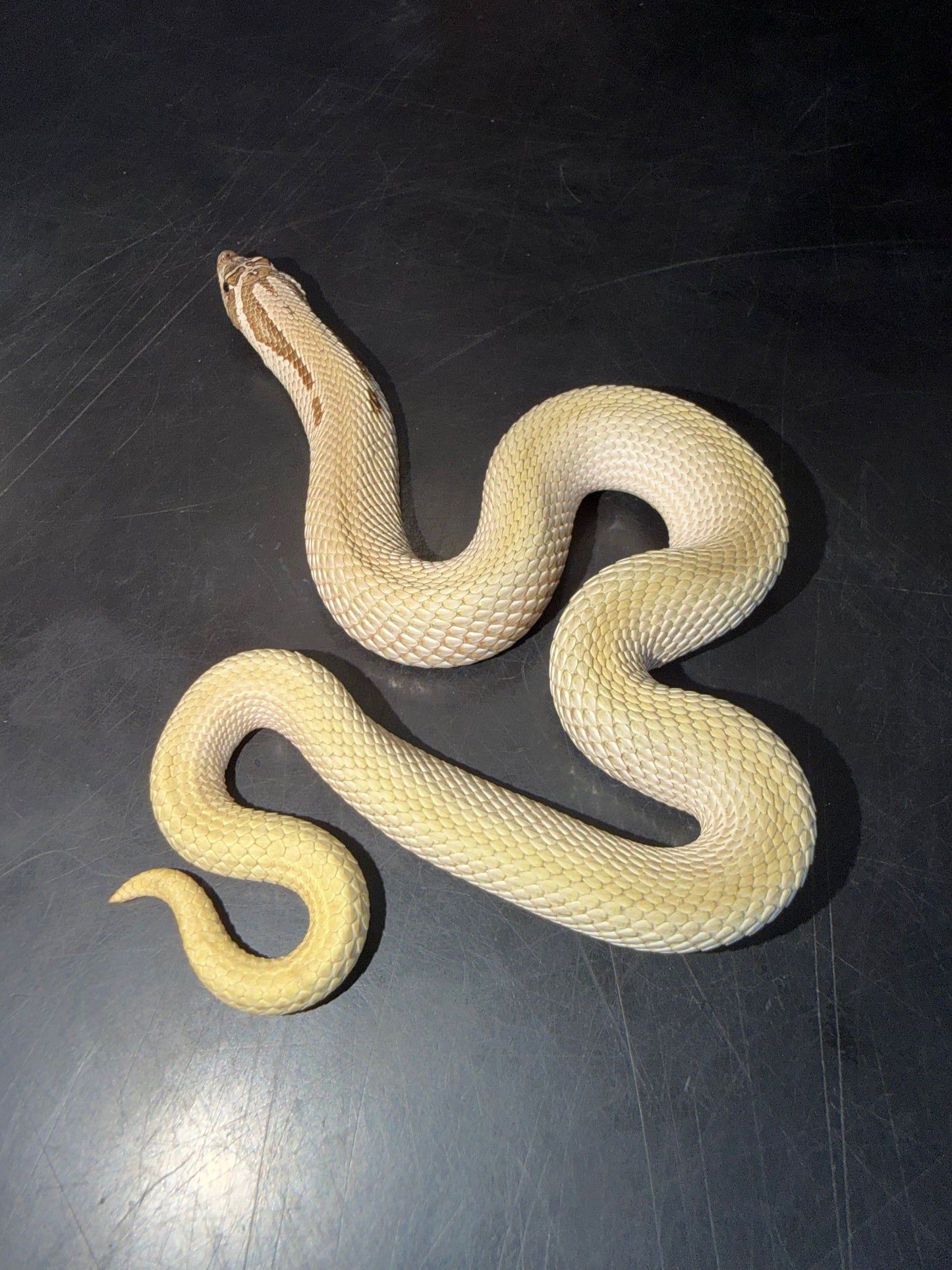 Male Super Conda Western Hognose