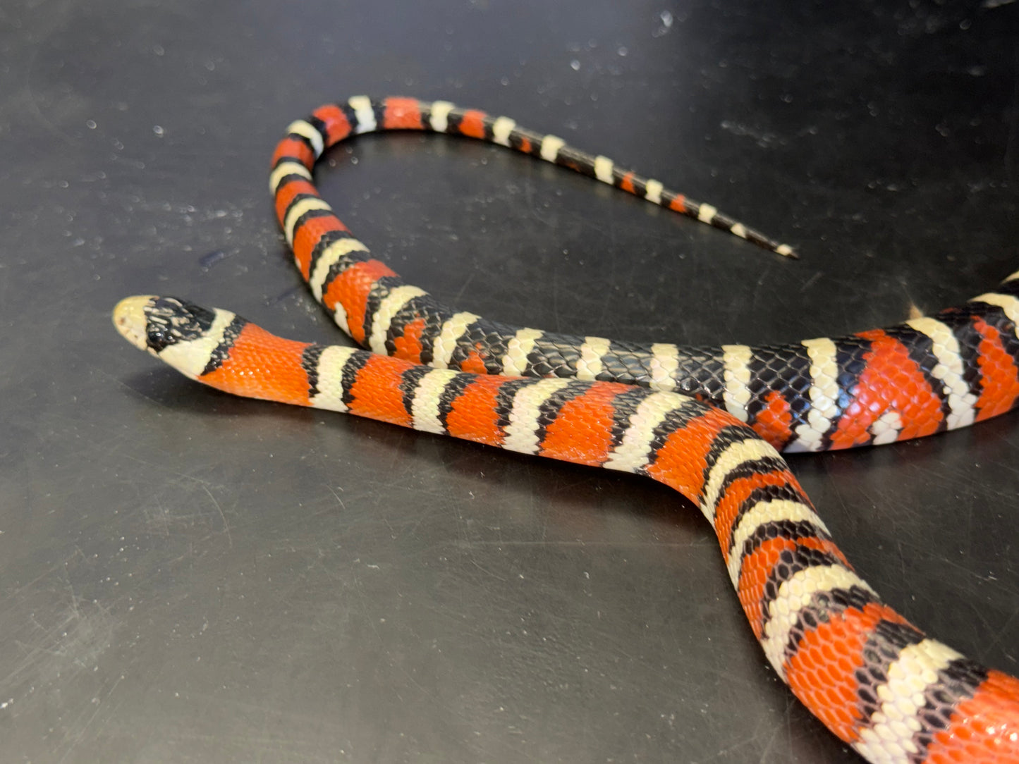 Adult male pyro - Arizona Mountain Kingsnakes