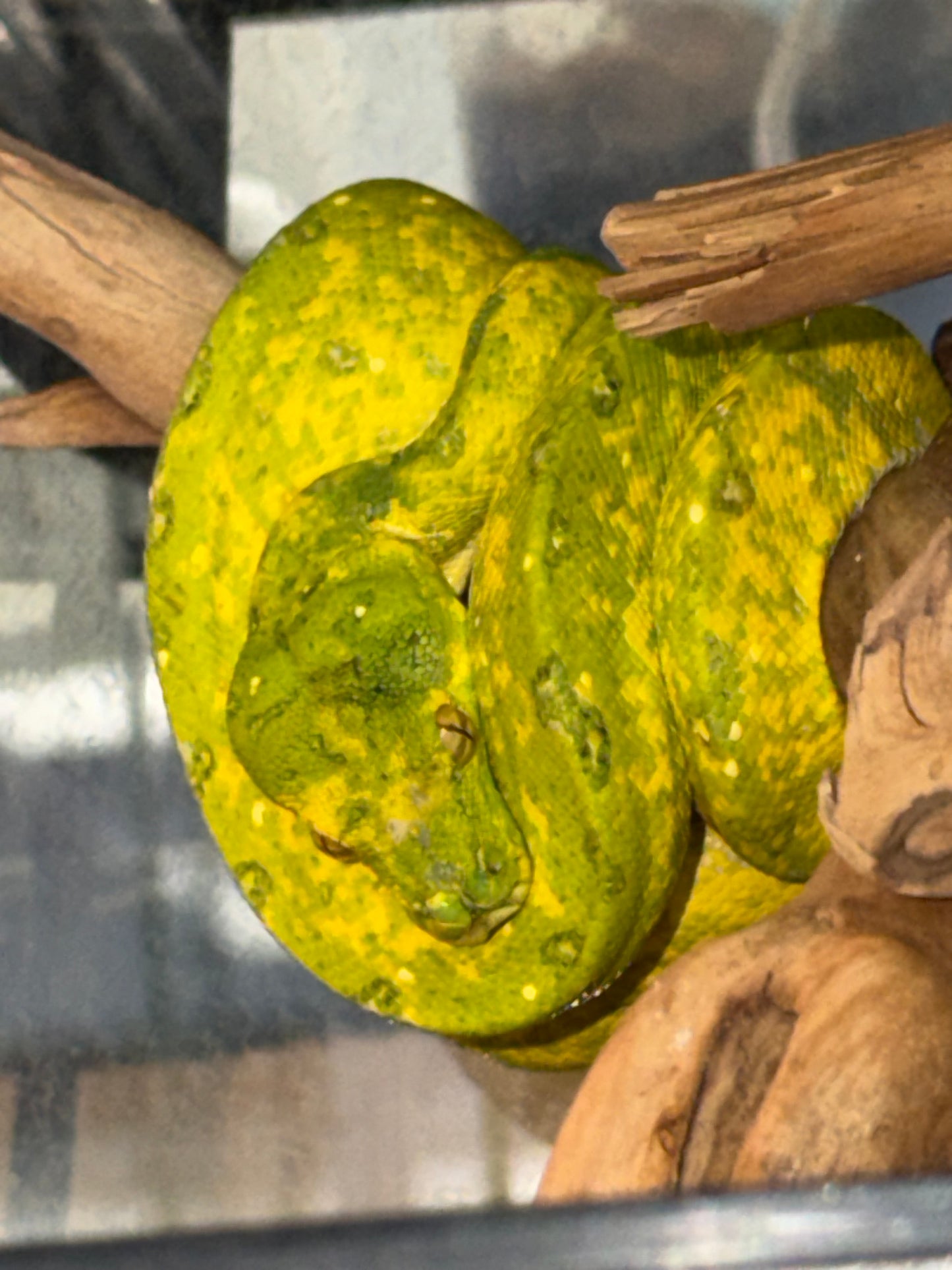 Yearling biak - Green Tree Pythons