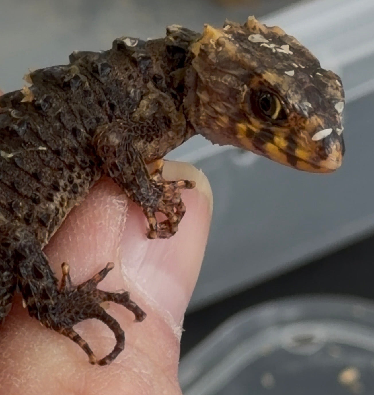 Baby red eye croc skinks - More Skinks