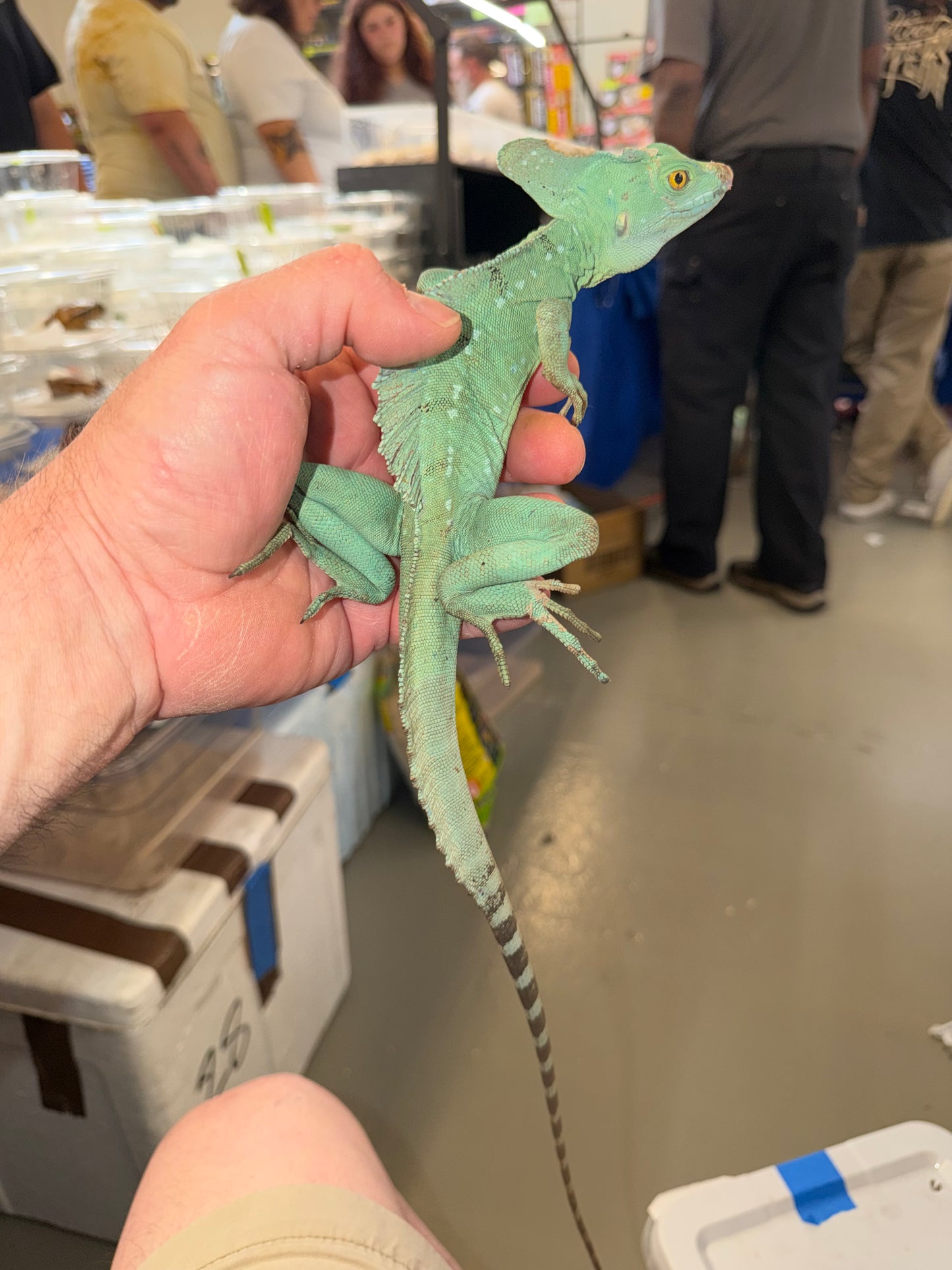 Green basilisk - More Lizards