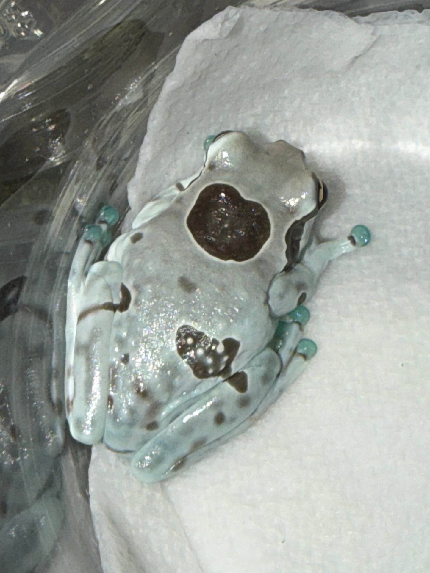 Crazy pattern Milk frog 6 - Milk Frogs