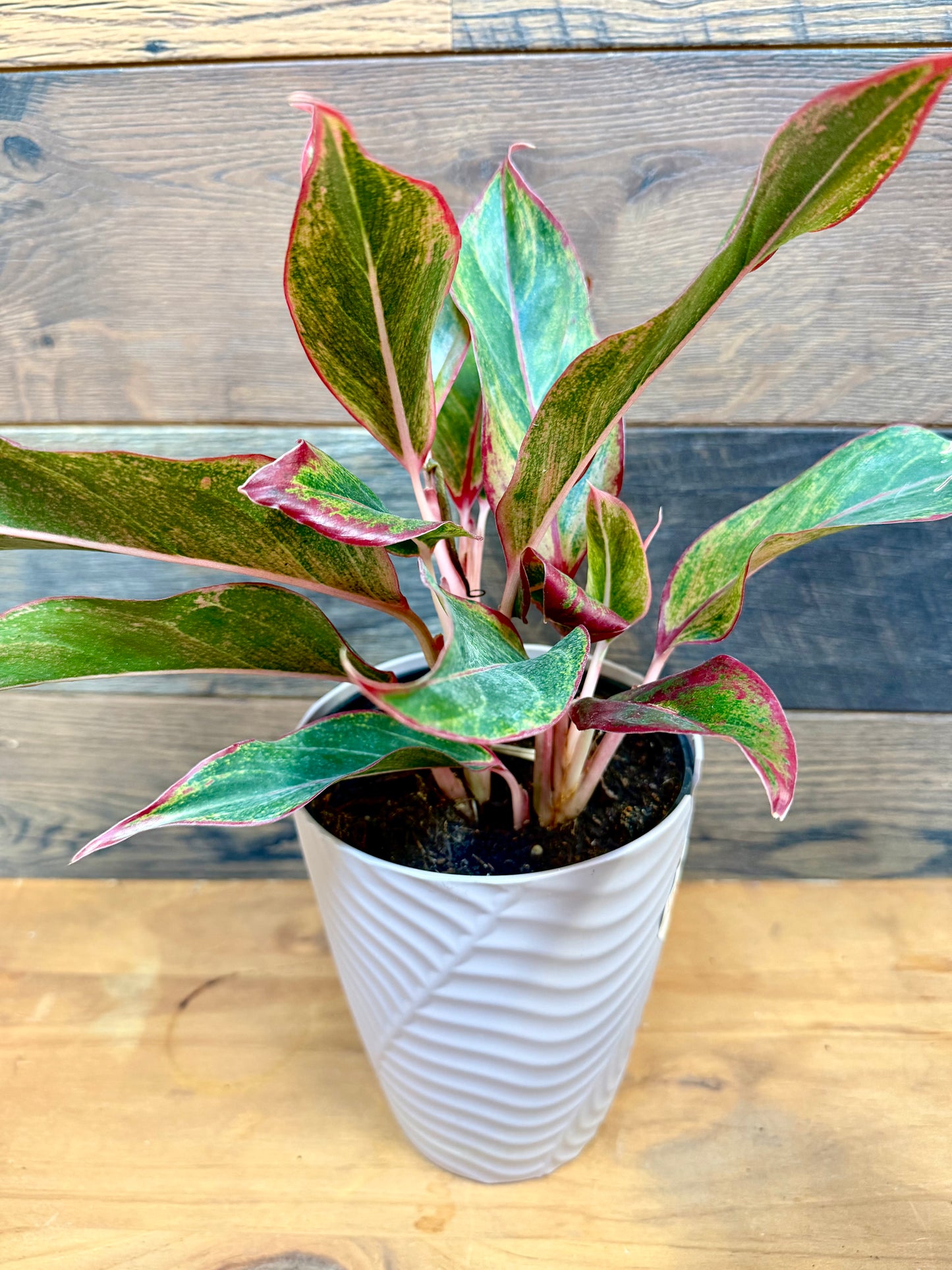 Aglaonema (Chinese Evergreen) – Heavy-Duty Structural Foliage for Large Enclosures