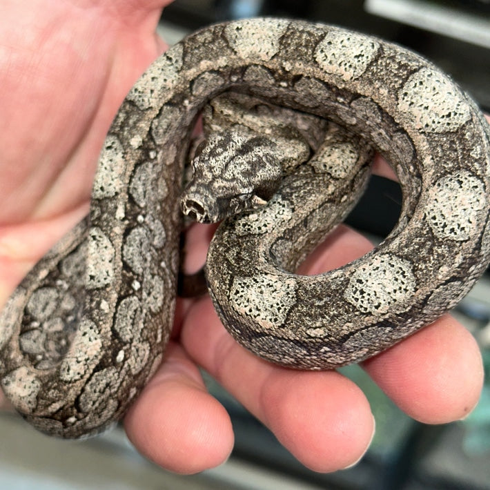 Beautiful Black and White Argentine Boa Constrictors Baby