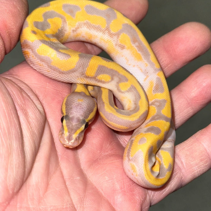 Banana Pied Ball Pythons Baby
