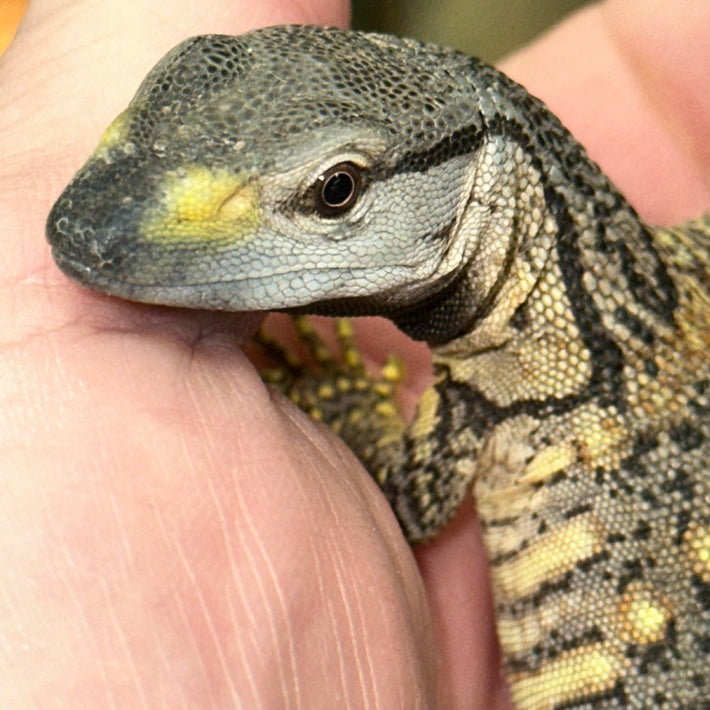 Black Throat Monitor Baby Bold Personality Striking Appearance black-throat-monitor-baby-bold-personality-striking-appearance