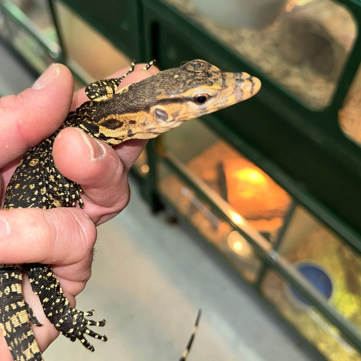 CB USA Het Black Dragon Water Monitors