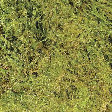 Moss Terrarium - Medium for Terrariums 10 Gallons