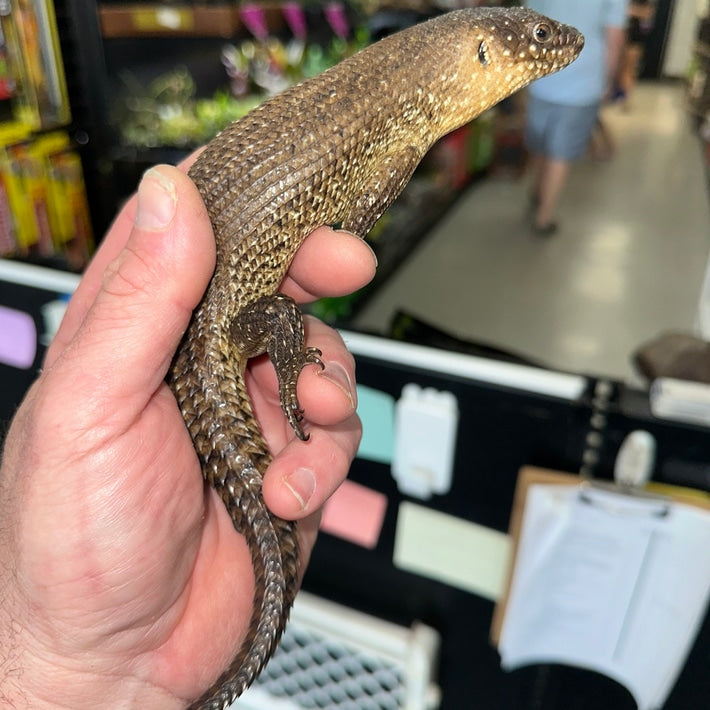 Cunningham’s Skinks