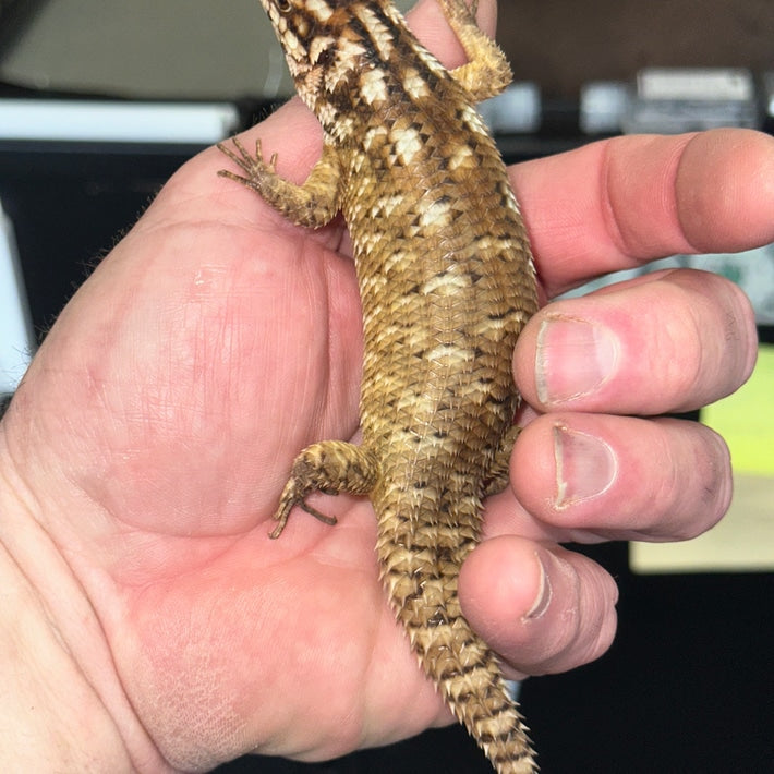 Egernia Hosmeri