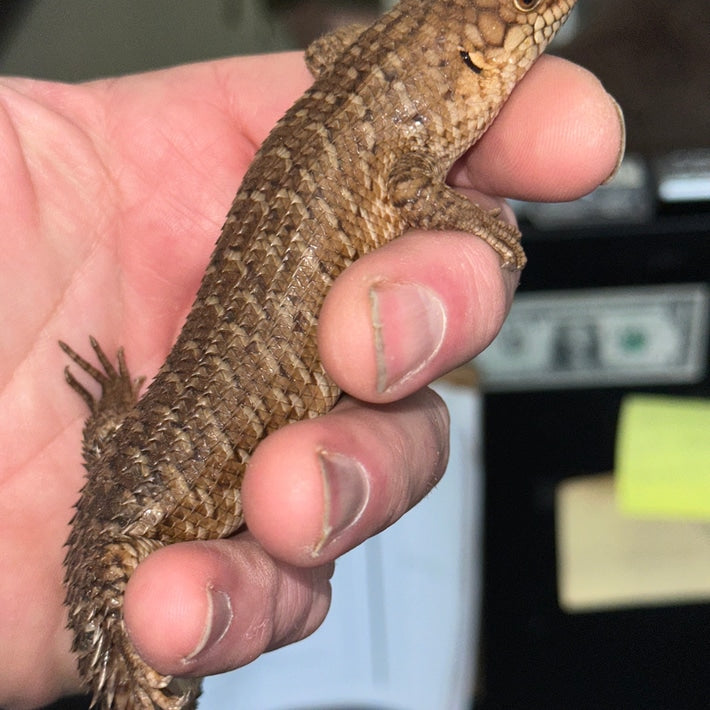 Egernia Stokesi (Gidgee Skinks)