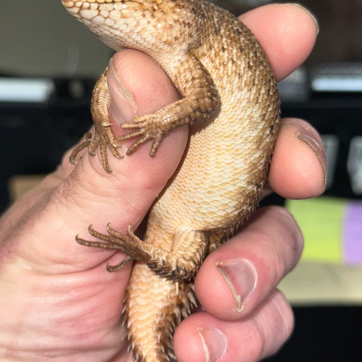 Egernia Stokesi (Gidgee Skinks)