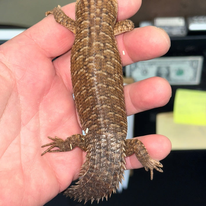 Egernia Stokesi (Gidgee Skinks)