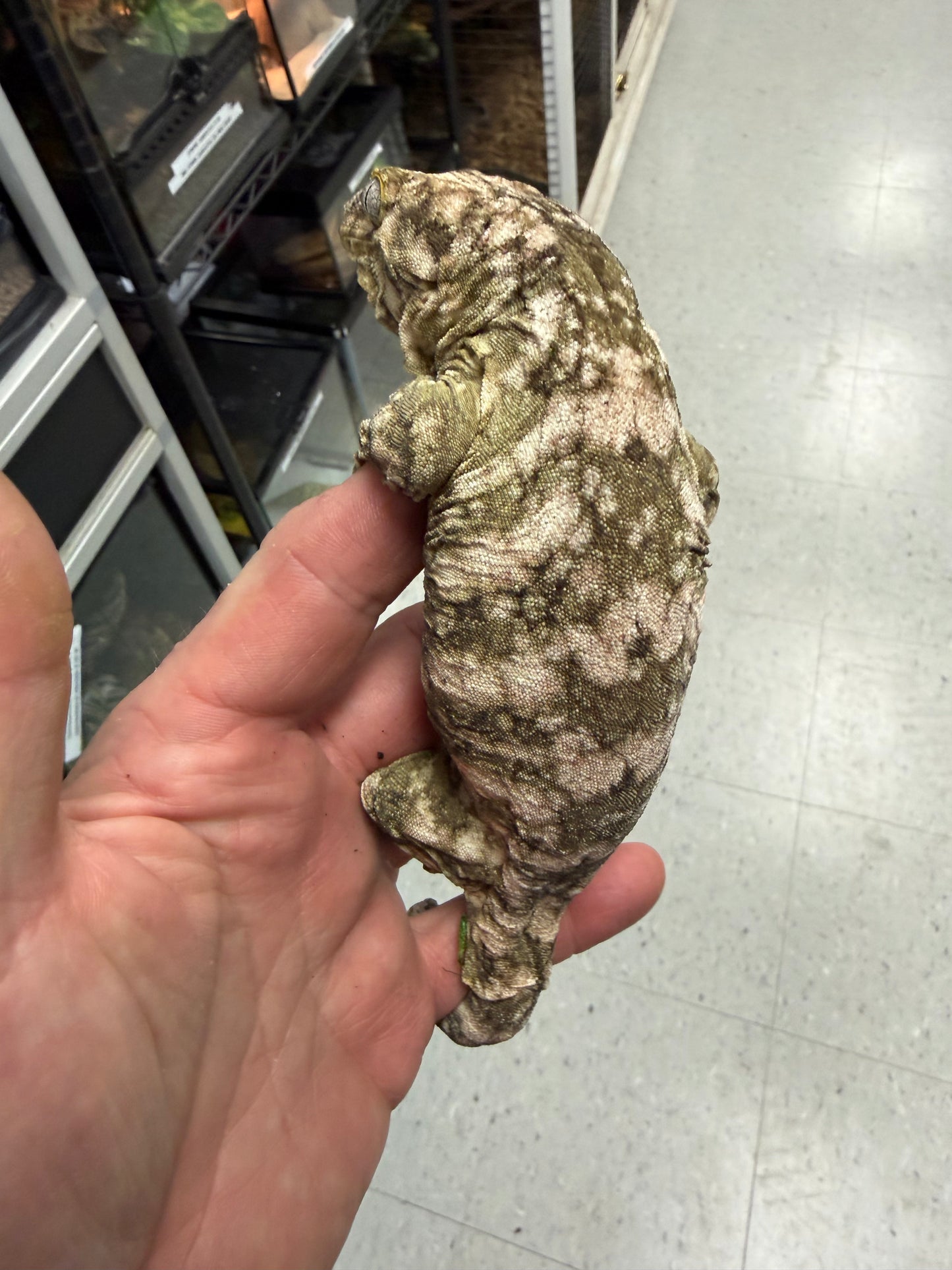 Hi-White New Caledonian Giant Gecko - The "Snow" King of Leachianus (Captive Bred)