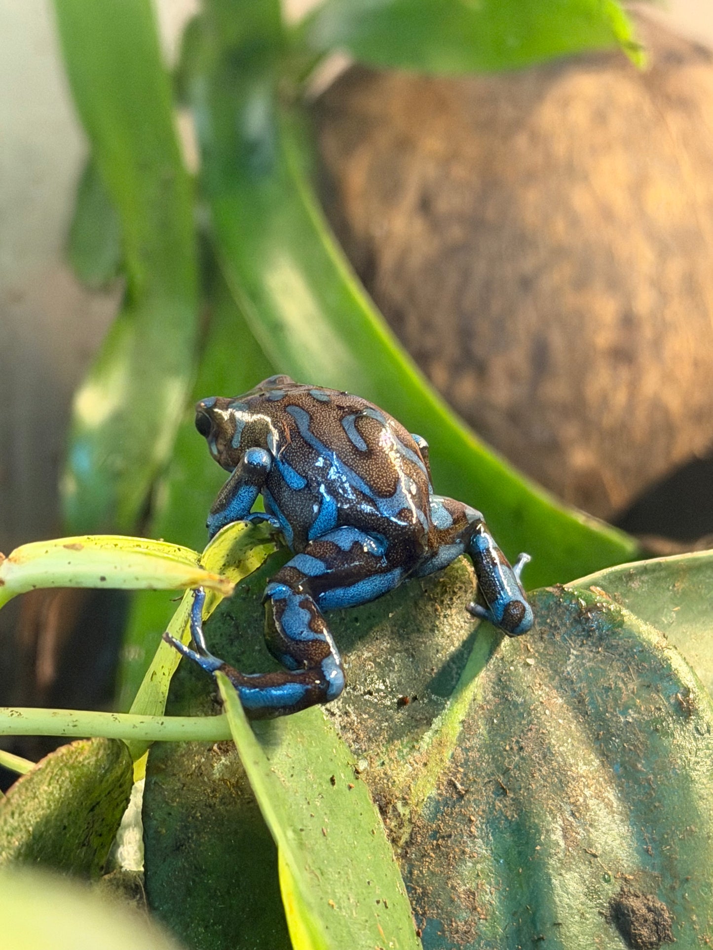 Highland Bronze Dart Frog (Dendrobates auratus) – Captive-Bred Beginner-Friendly MVP