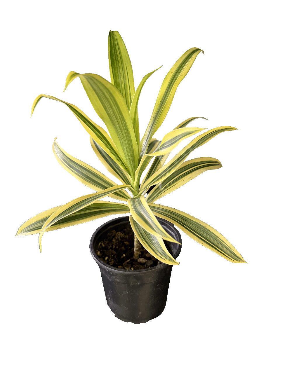 Song of India (Dracaena reflexa 'Song of India')