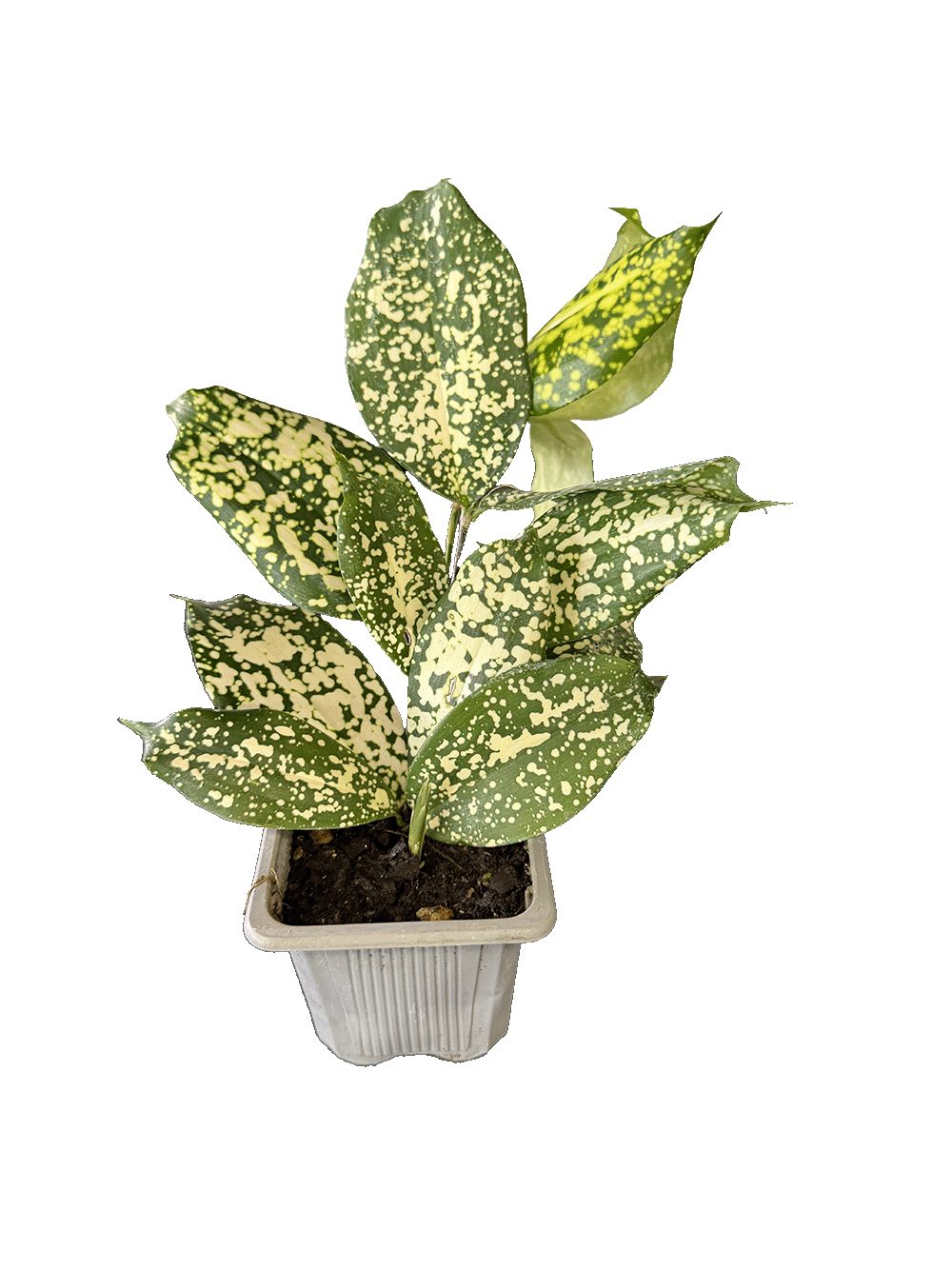 Gold Dust Dracaena (Dracaena surculosa)